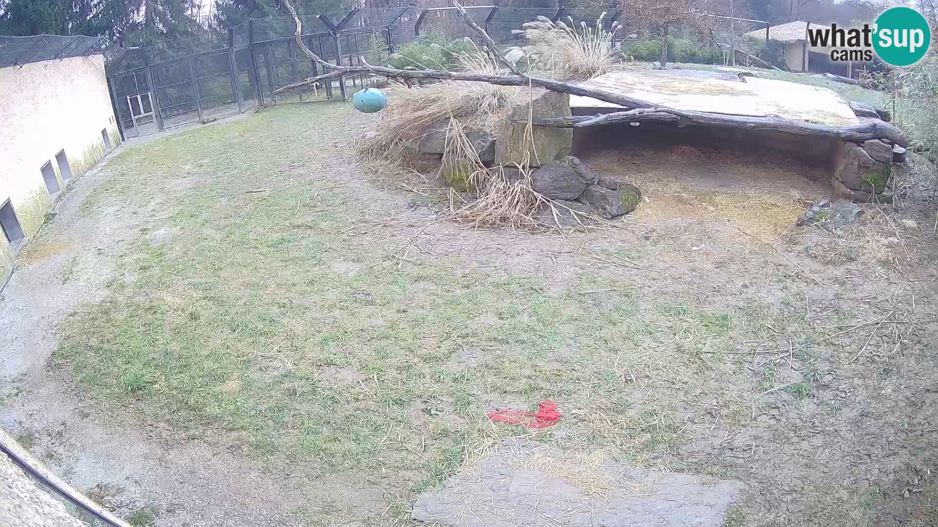 LION webcam en direct du zoo de Ljubljana – Slovénie