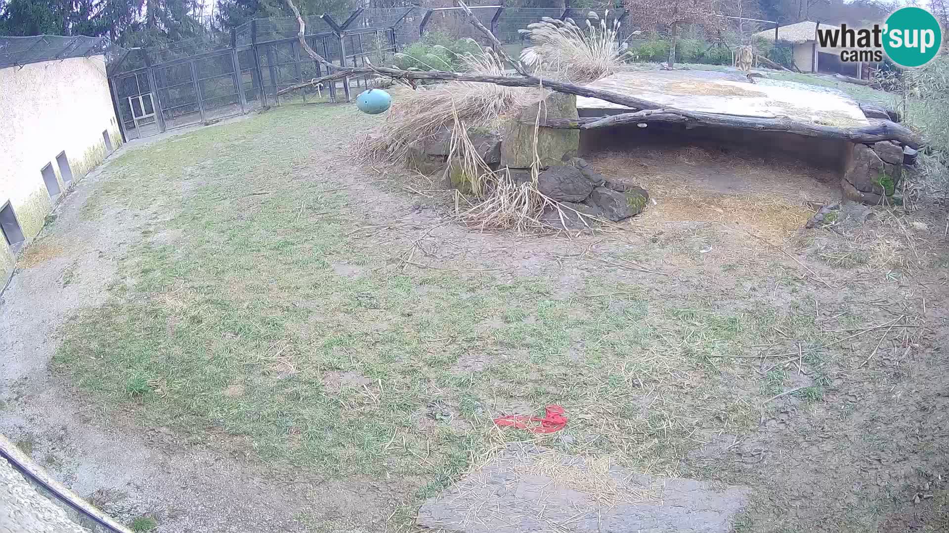 LION webcam en direct du zoo de Ljubljana – Slovénie