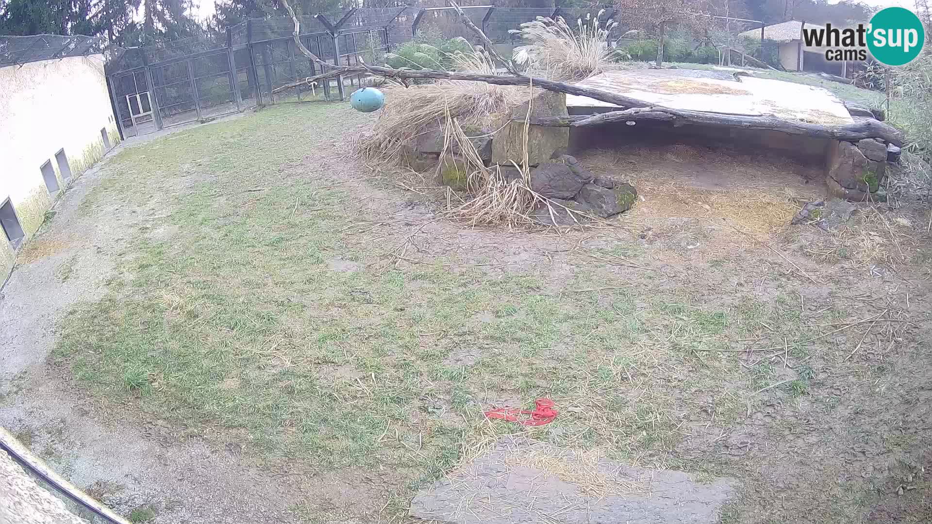 LION live Webcam in Ljubljana Zoo – Slovenia