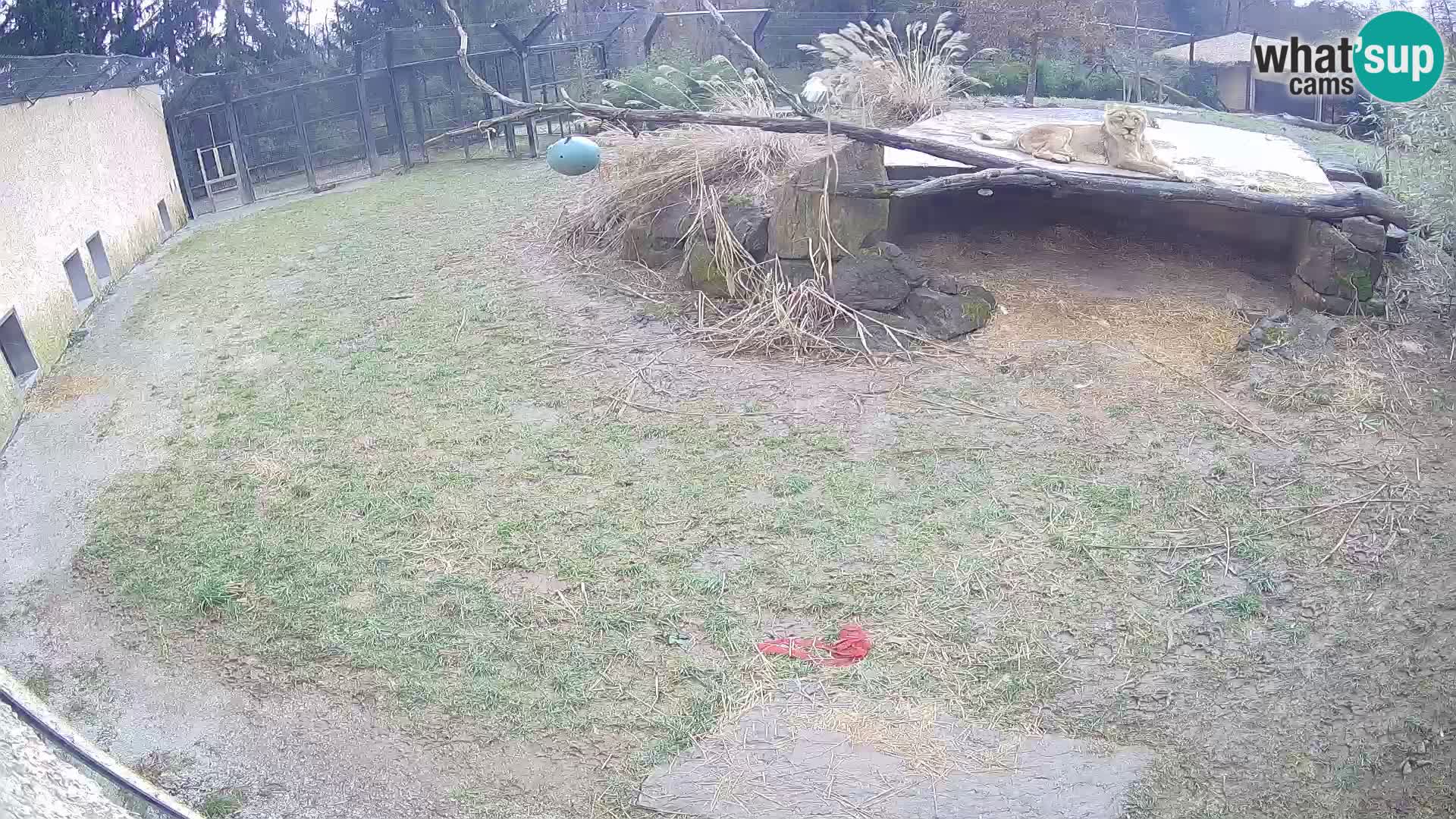 LION webcam en direct du zoo de Ljubljana – Slovénie