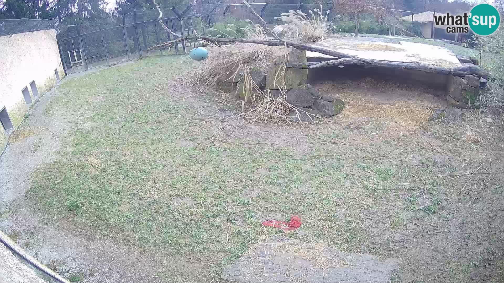 LION live Webcam in Ljubljana Zoo – Slovenia