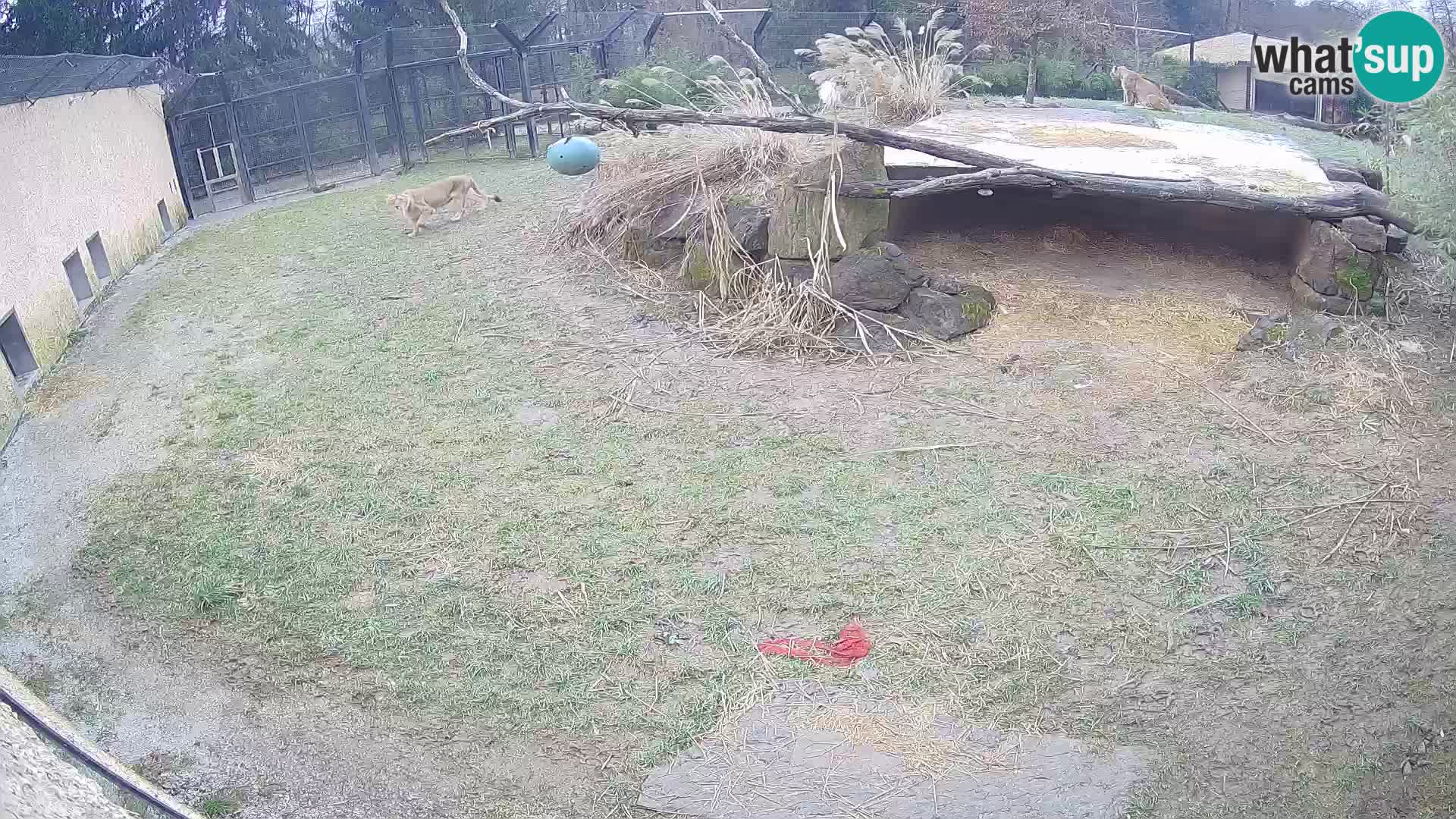 Löwe live Webcam im Zoo von Ljubljana – Slowenien