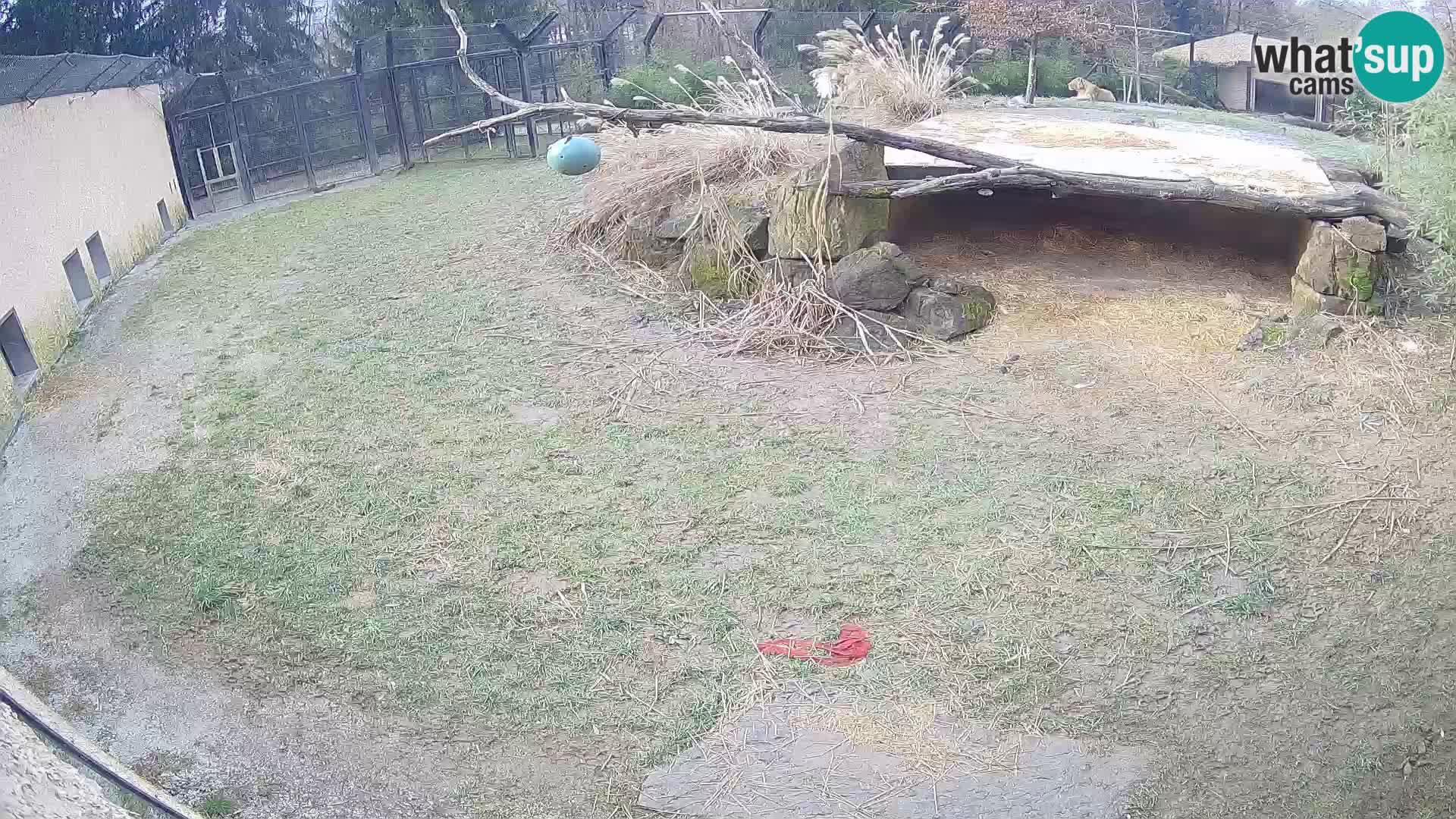 LION webcam en direct du zoo de Ljubljana – Slovénie