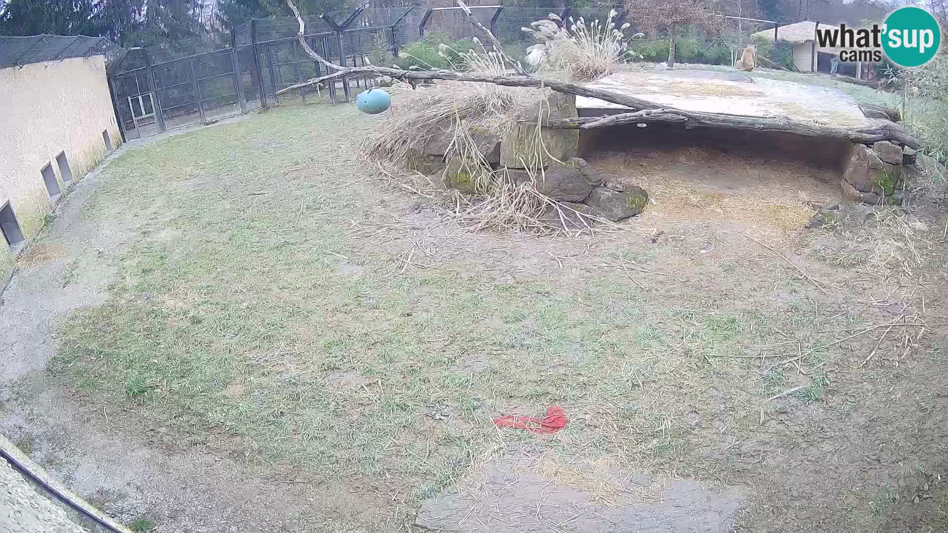 Löwe live Webcam im Zoo von Ljubljana – Slowenien