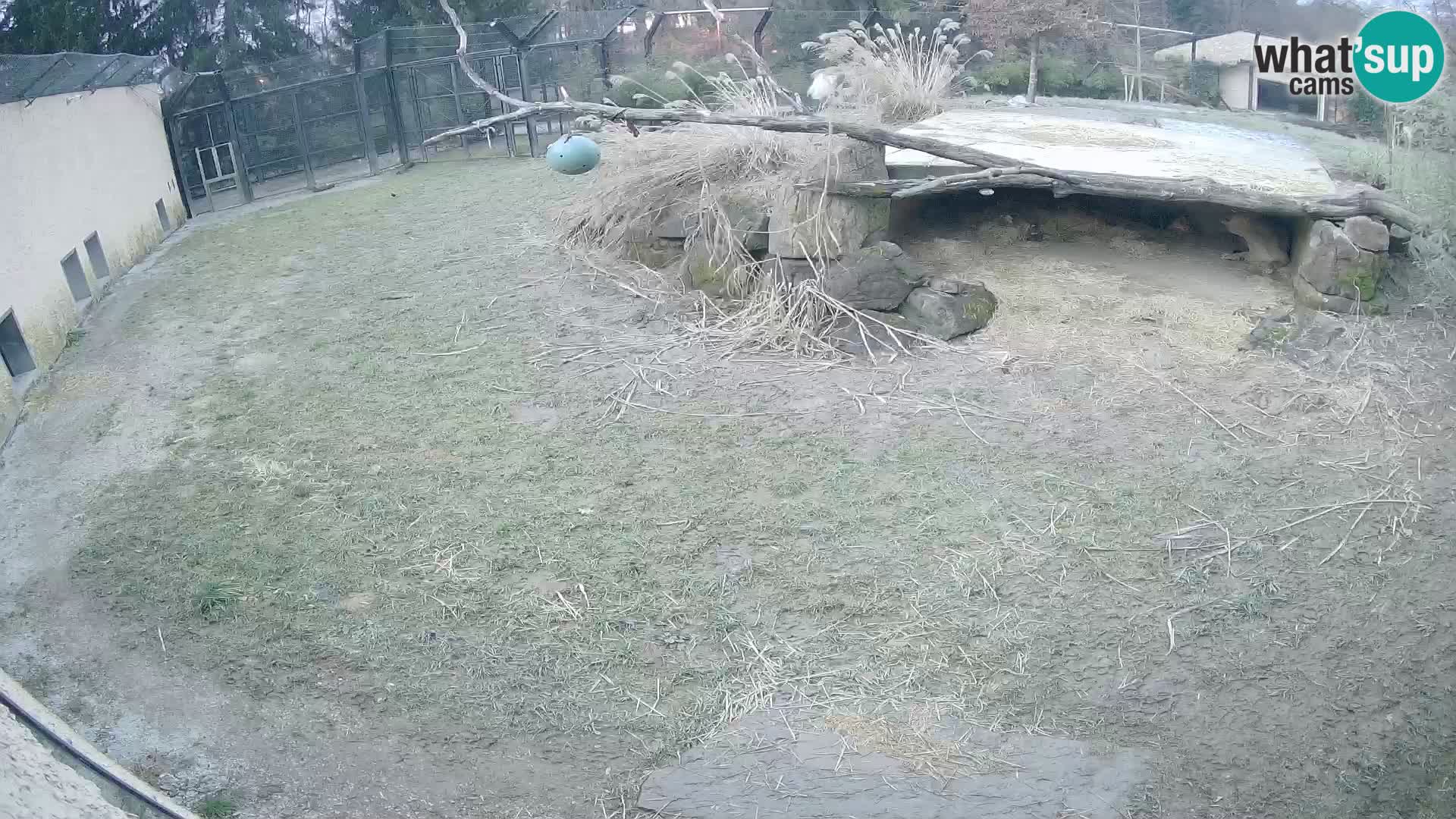 LION live Webcam in Ljubljana Zoo – Slovenia