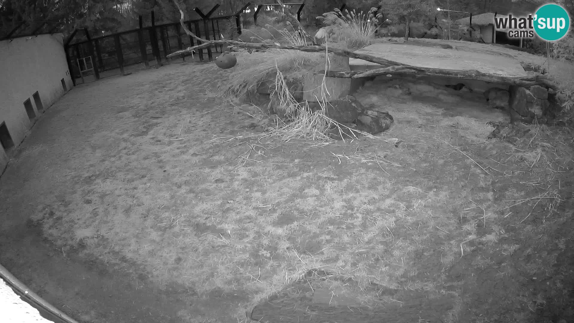 LION webcam en direct du zoo de Ljubljana – Slovénie