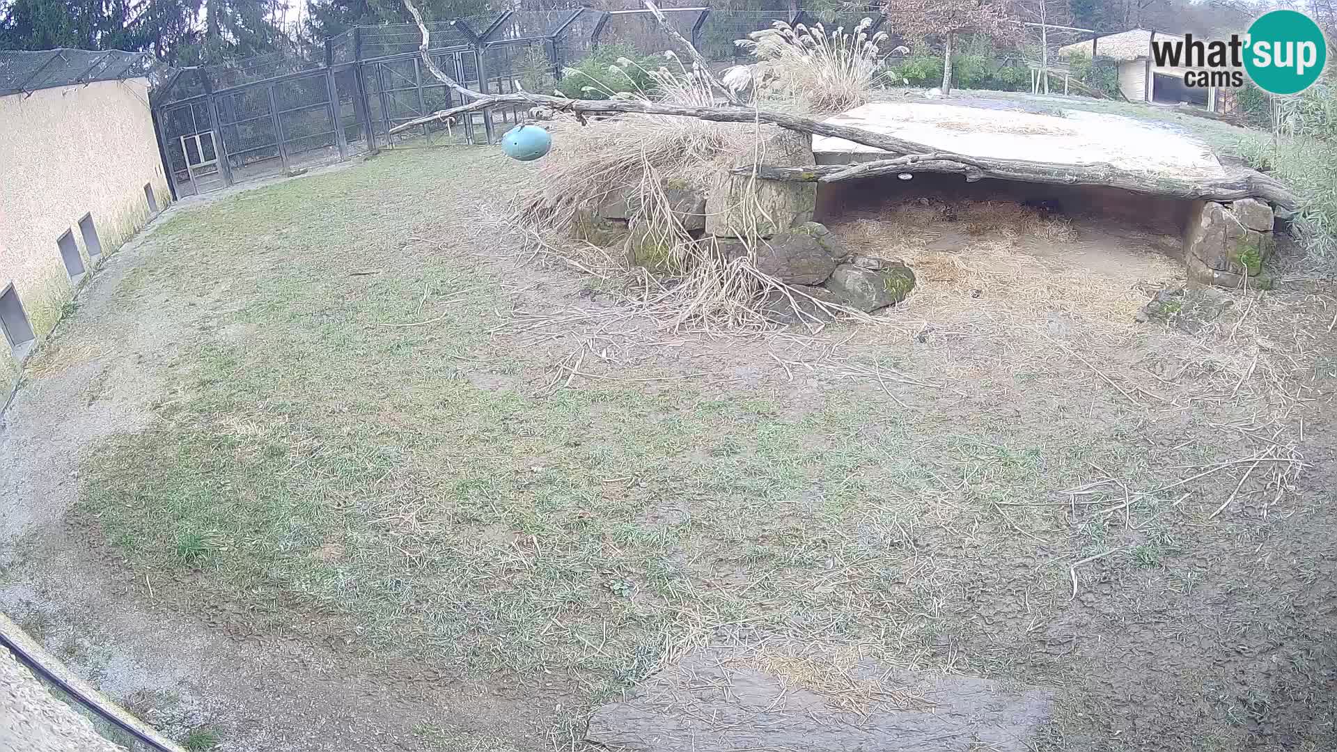 LEON Webcam en vivo en Ljubljana Zoo – Eslovenia