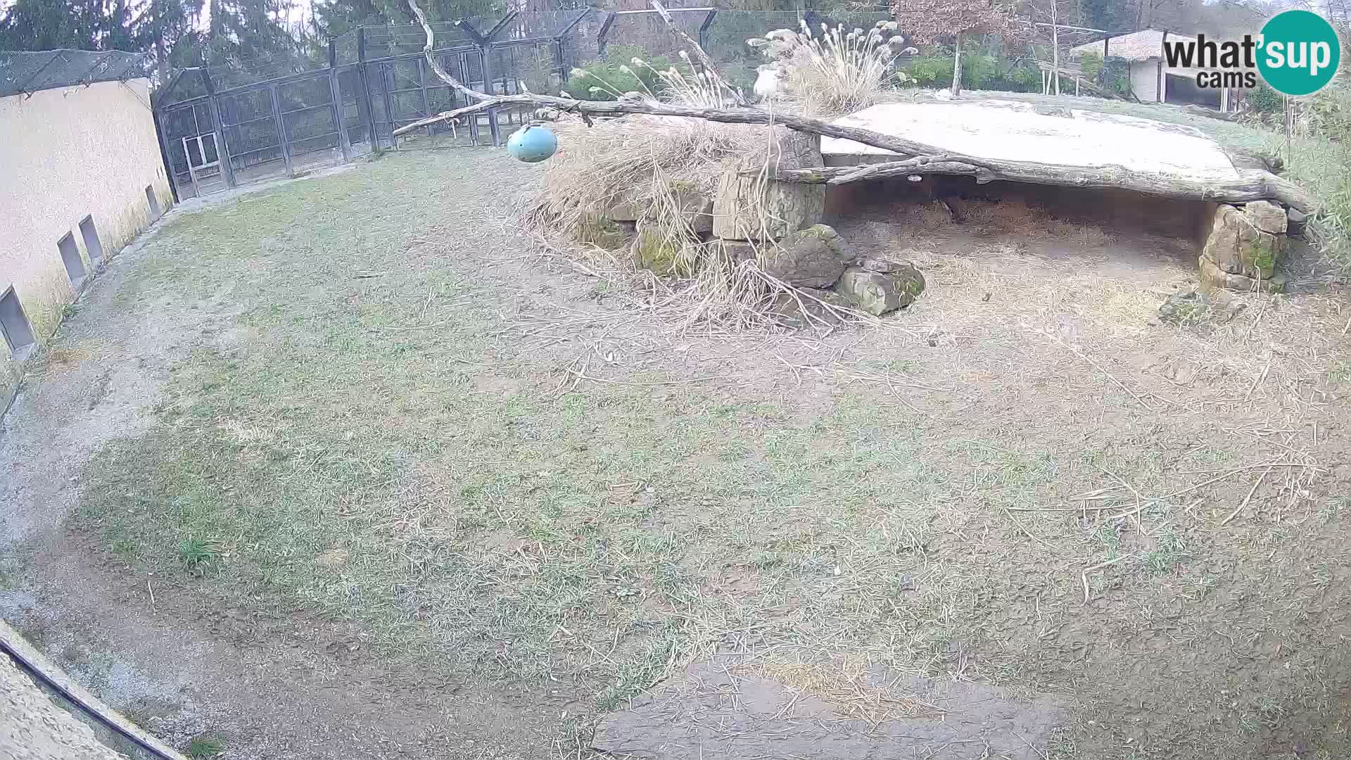 LEONE live Webcam nello zoo di Lubiana – Slovenia