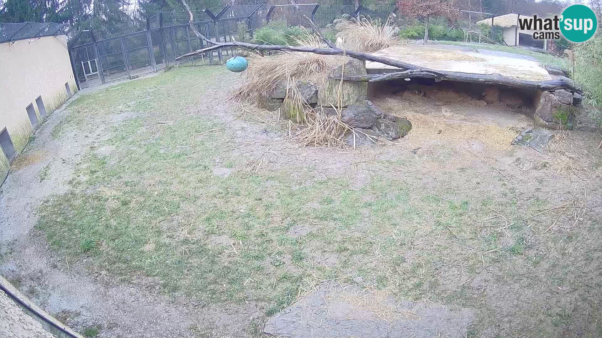 LION live Webcam in Ljubljana Zoo – Slovenia