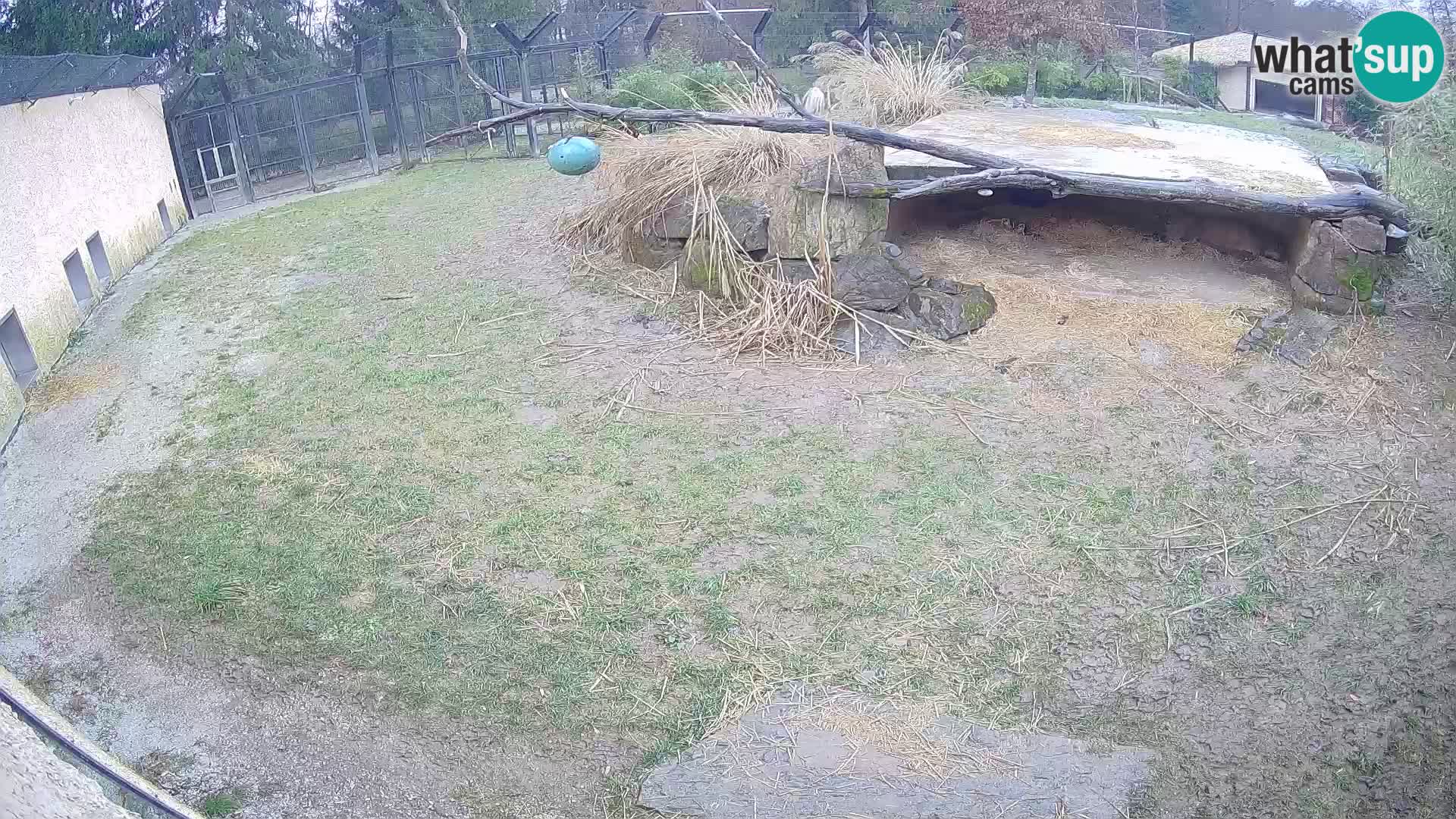 LION live Webcam in Ljubljana Zoo – Slovenia