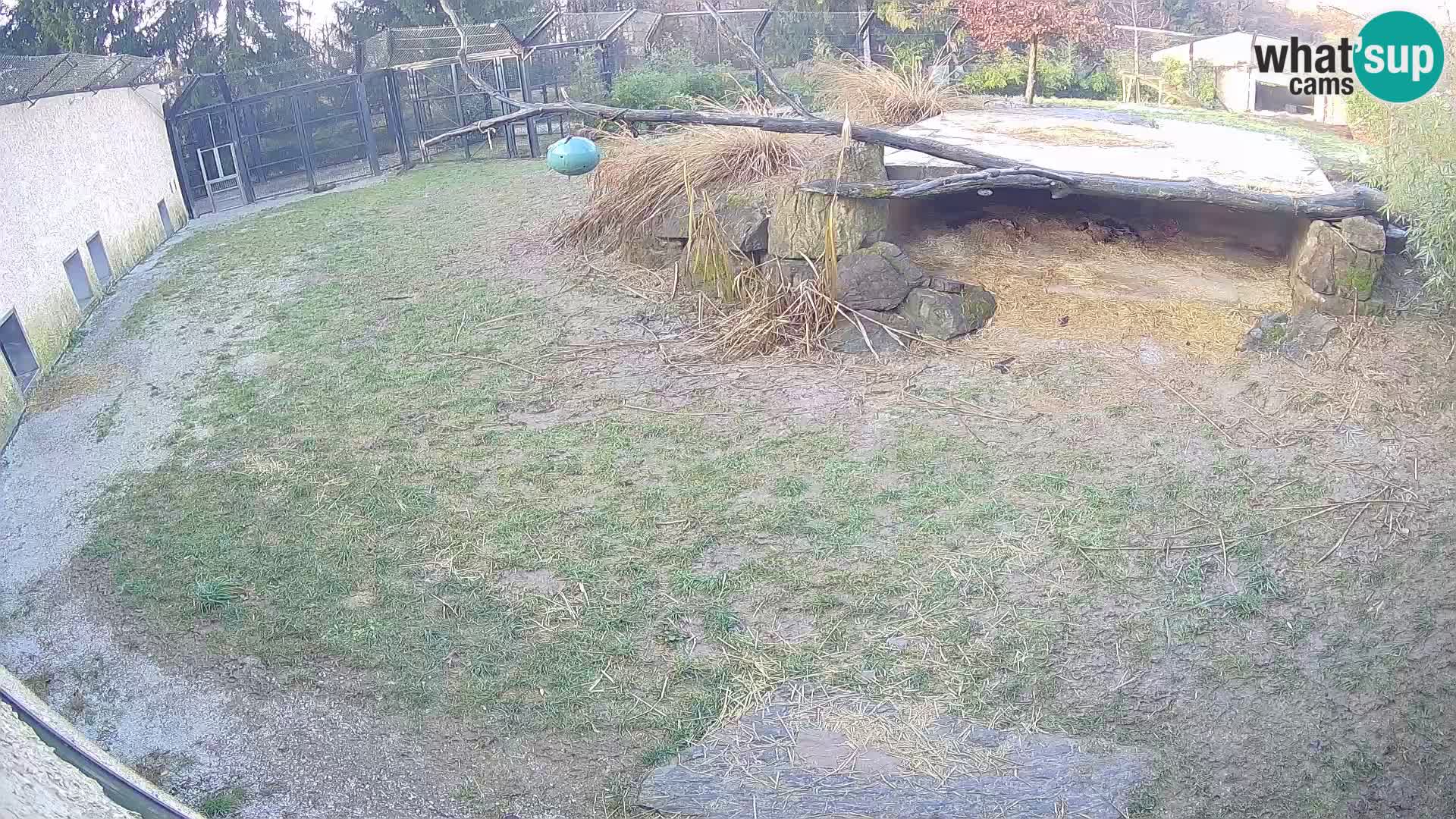 LEONE live Webcam nello zoo di Lubiana – Slovenia