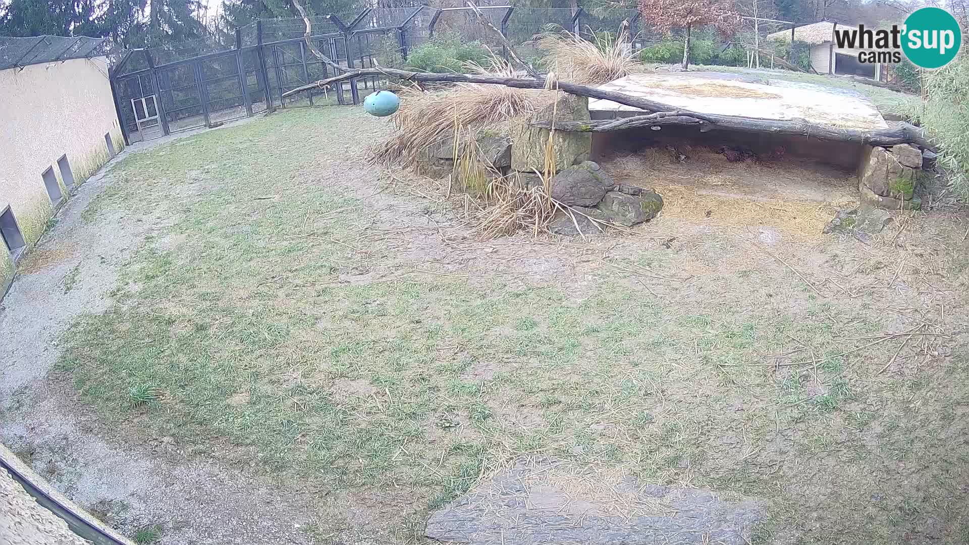 LEVI spletna kamera v živalskem vrtu Ljubljana Zoo