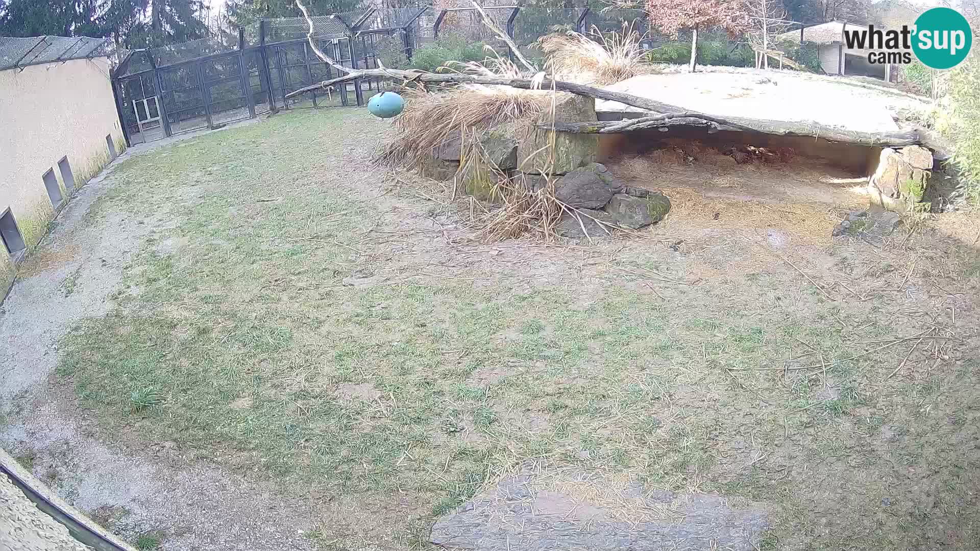 LEON Webcam en vivo en Ljubljana Zoo – Eslovenia