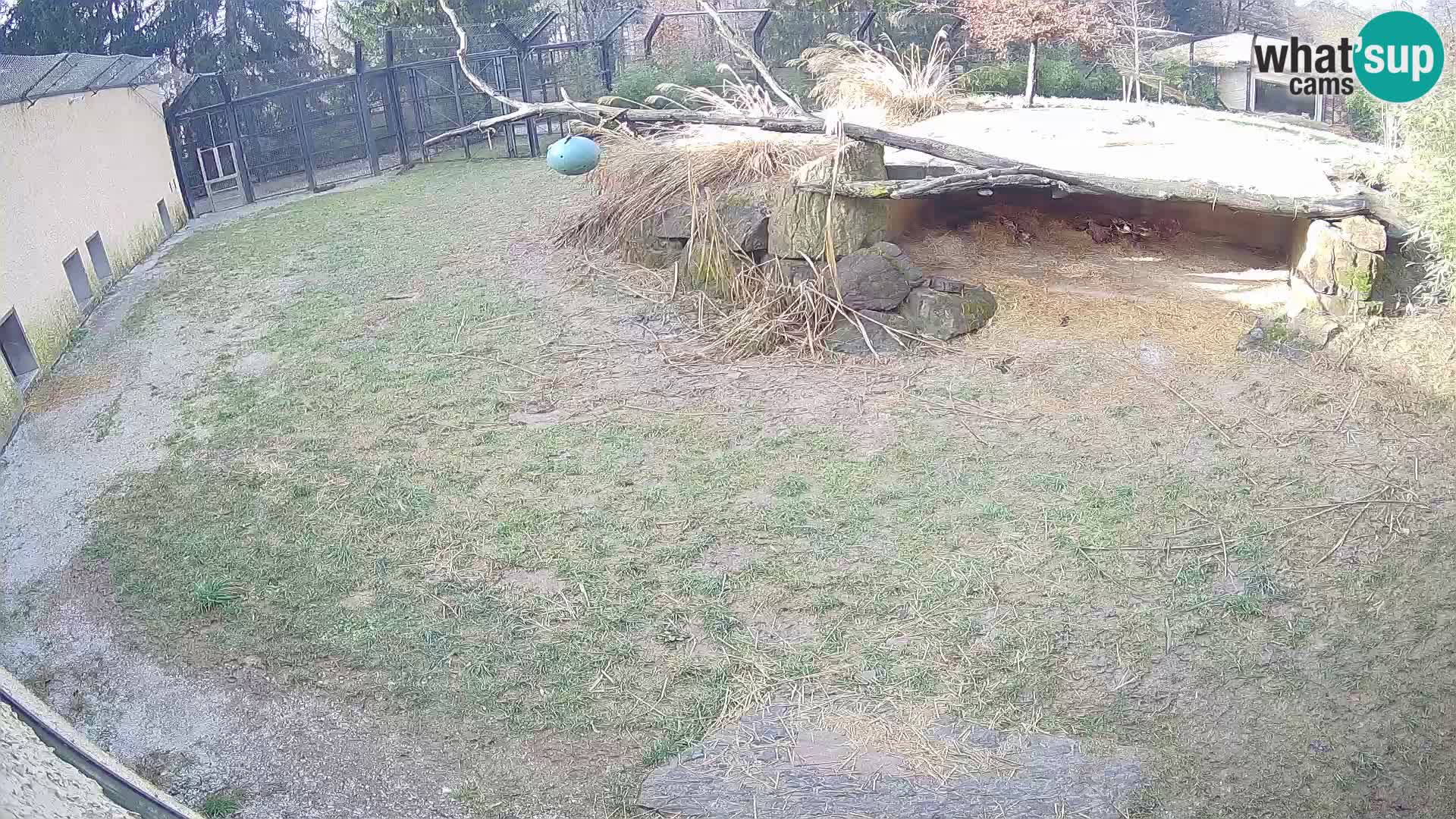 Löwe live Webcam im Zoo von Ljubljana – Slowenien