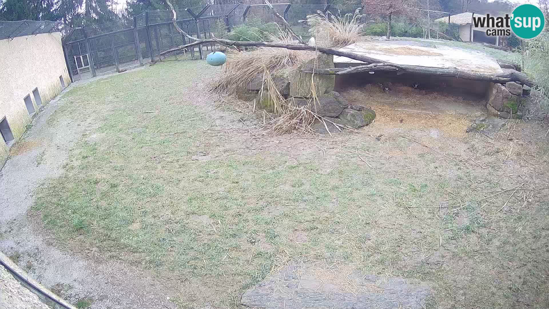 LION live Webcam in Ljubljana Zoo – Slovenia