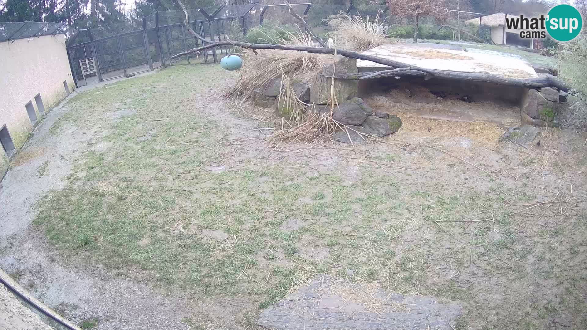 LEONE live Webcam nello zoo di Lubiana – Slovenia