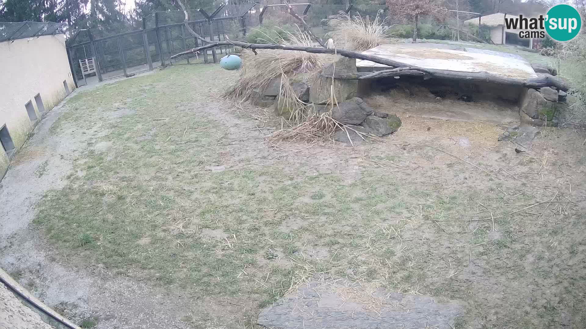 LION live Webcam in Ljubljana Zoo – Slovenia