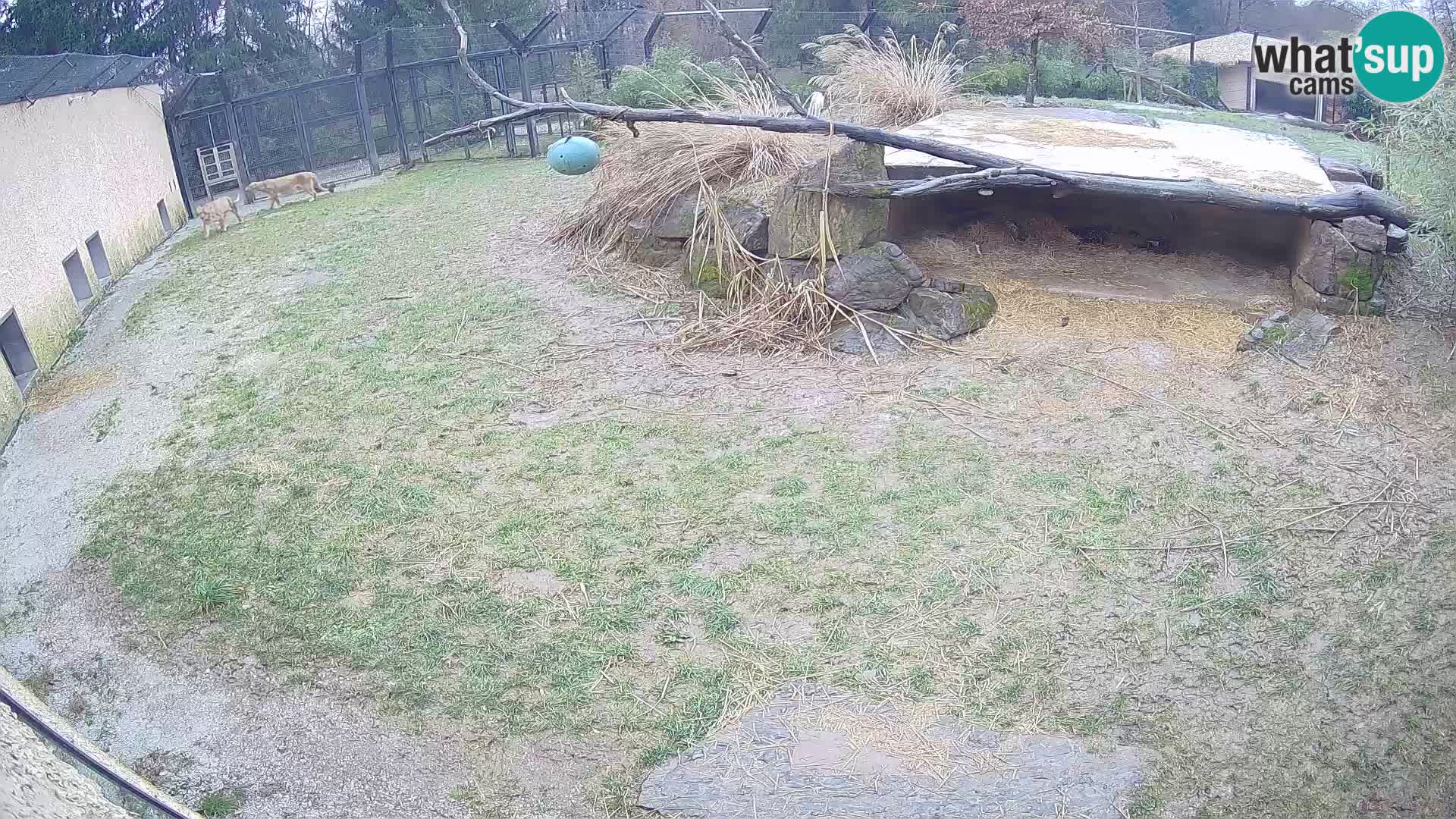 LEVI spletna kamera v živalskem vrtu Ljubljana Zoo