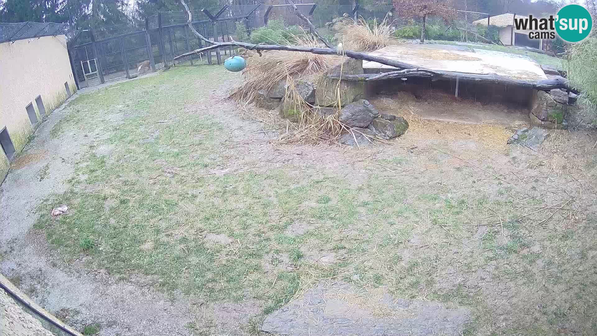 LEONE live Webcam nello zoo di Lubiana – Slovenia