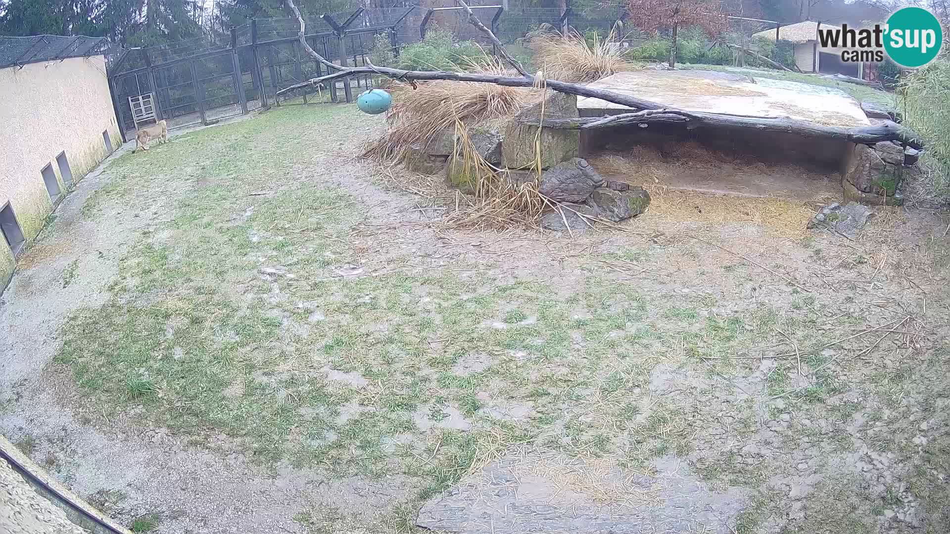 LEON Webcam en vivo en Ljubljana Zoo – Eslovenia