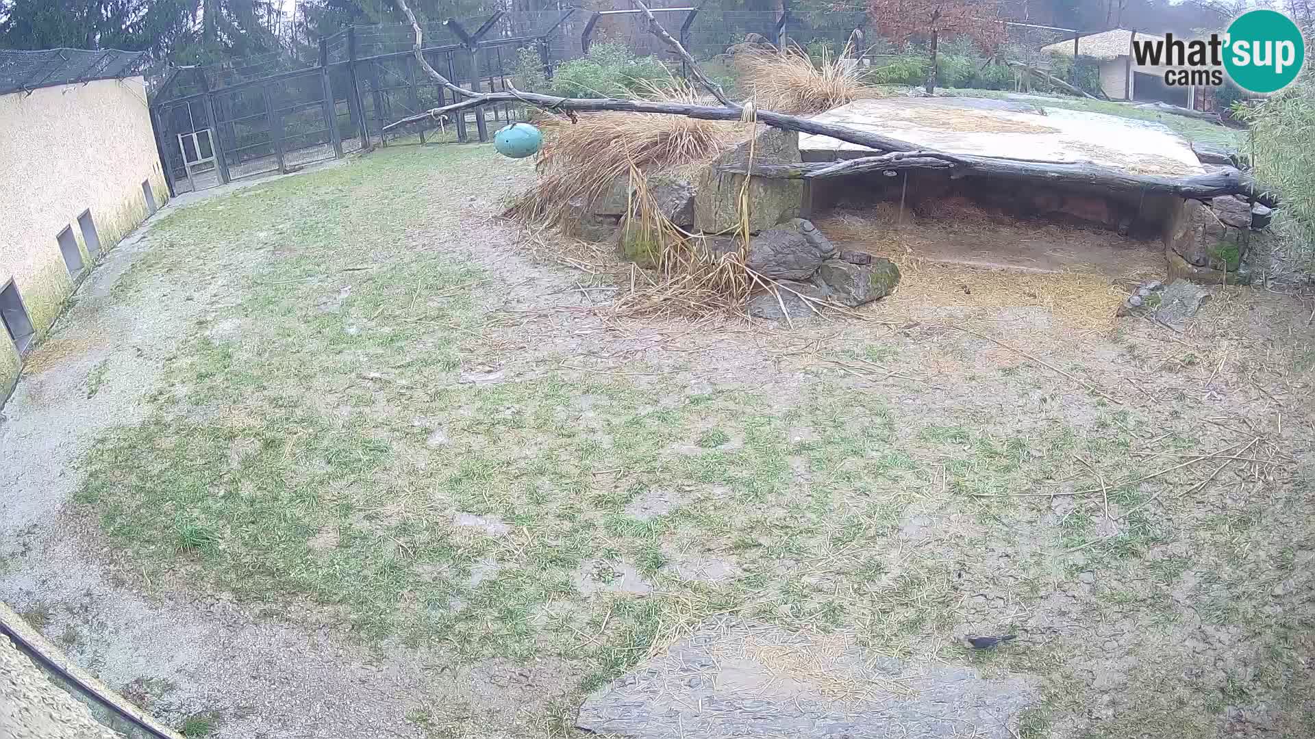 Löwe live Webcam im Zoo von Ljubljana – Slowenien