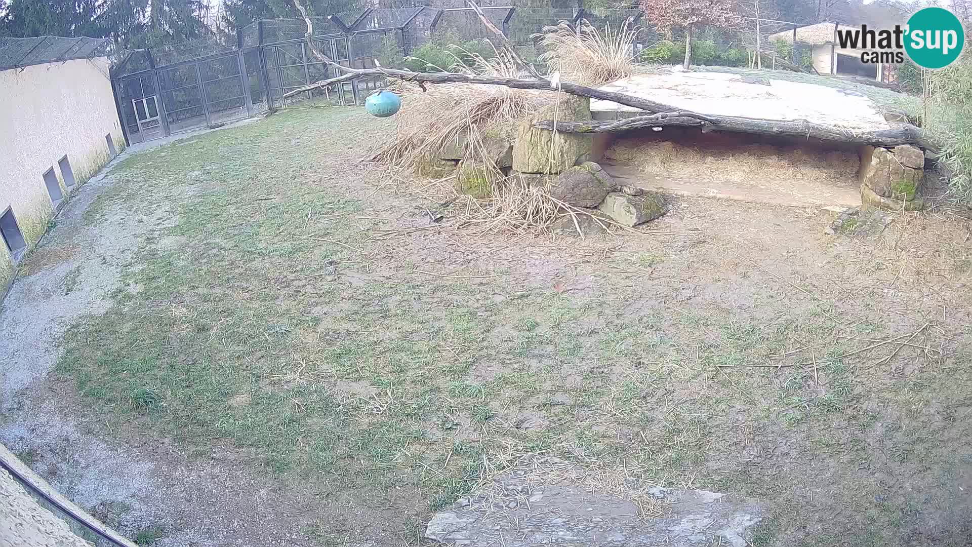 LION live Webcam in Ljubljana Zoo – Slovenia