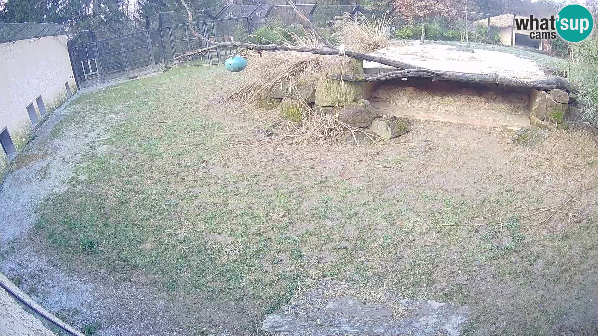 LION live Webcam in Ljubljana Zoo – Slovenia