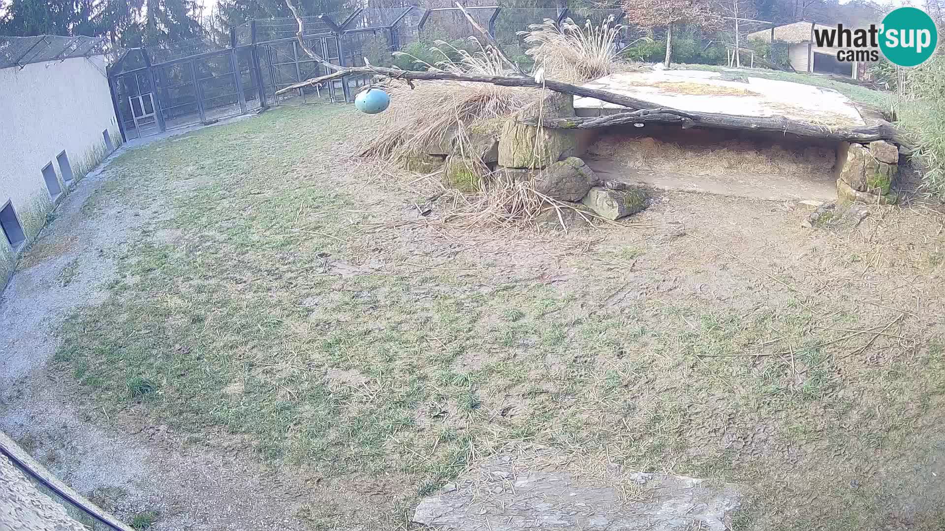 LEVI spletna kamera v živalskem vrtu Ljubljana Zoo