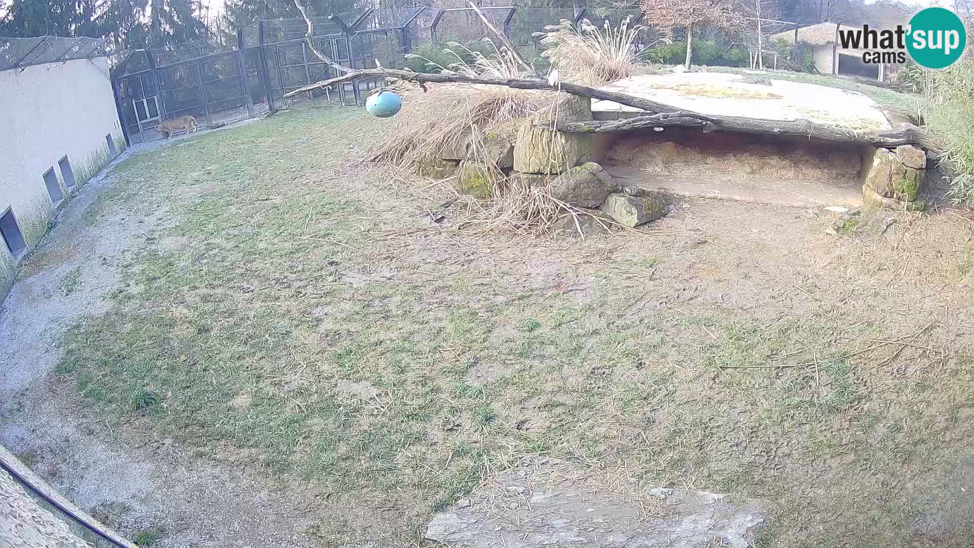 LION live Webcam in Ljubljana Zoo – Slovenia