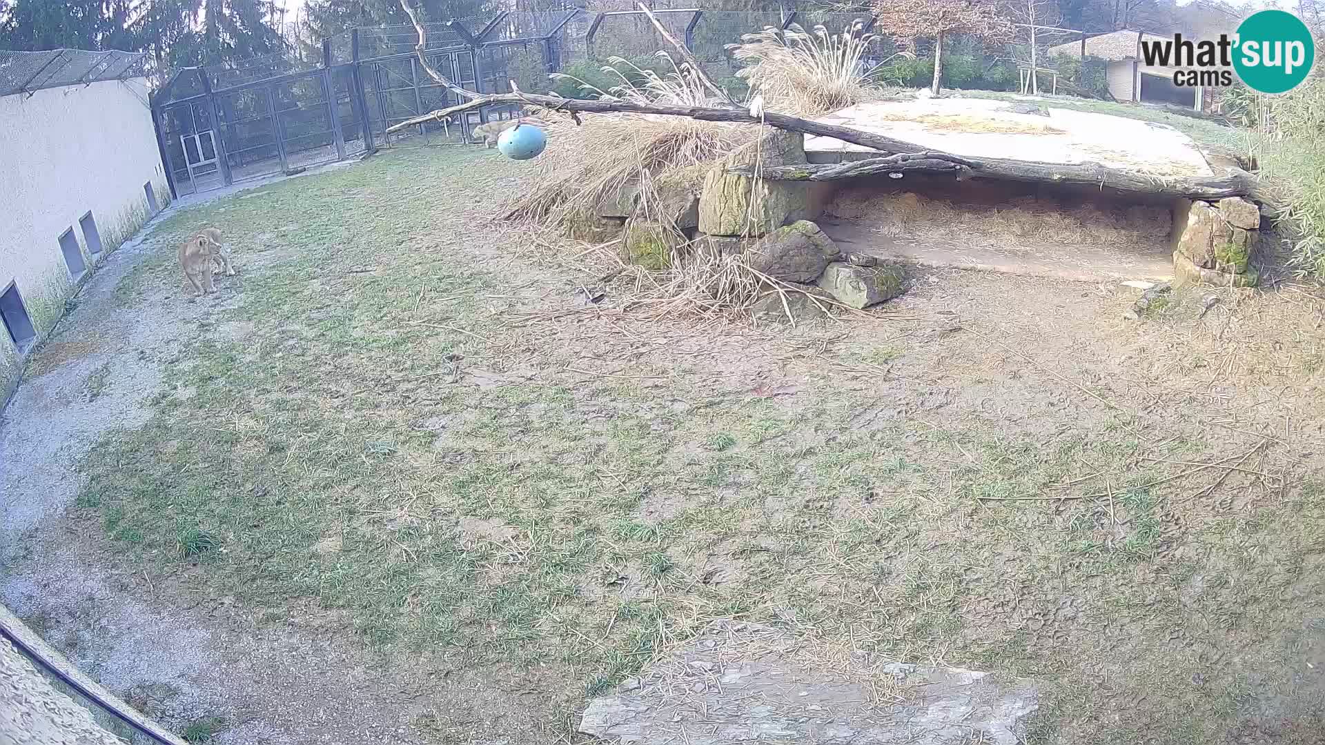 LION webcam en direct du zoo de Ljubljana – Slovénie