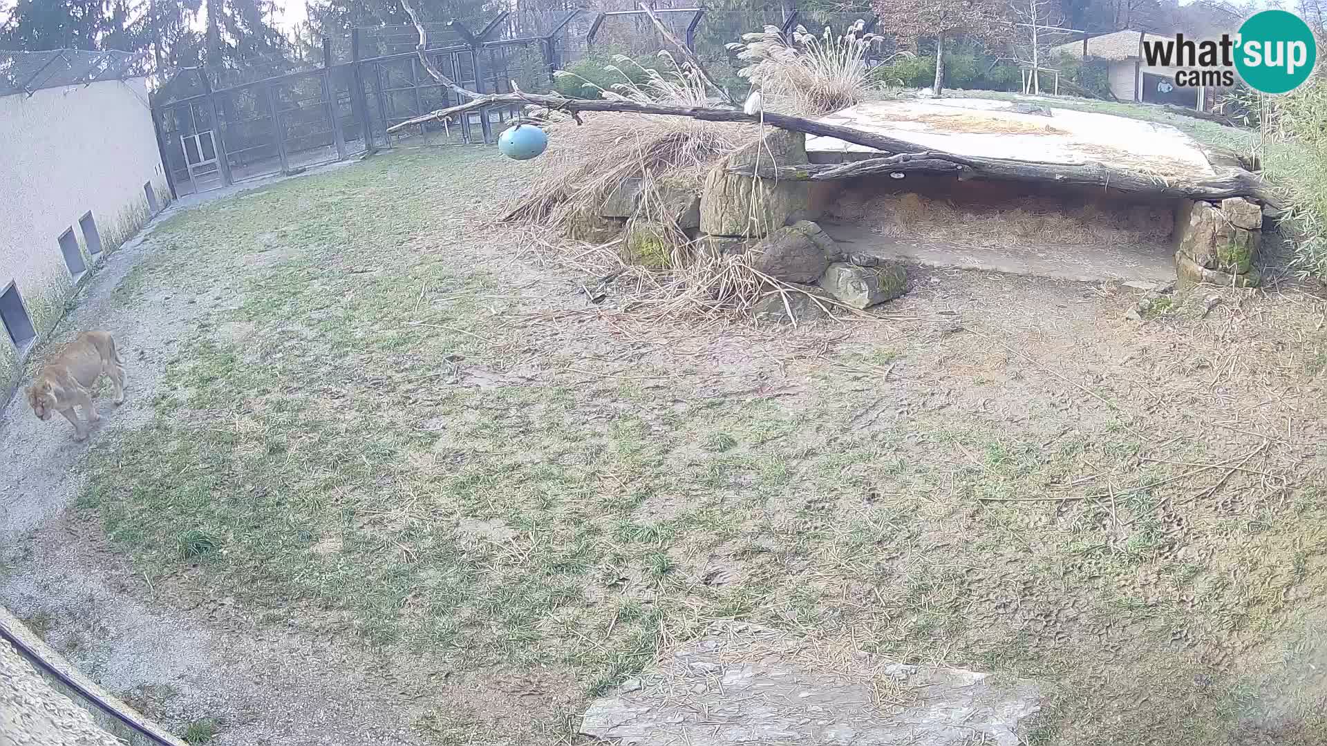 LION webcam en direct du zoo de Ljubljana – Slovénie