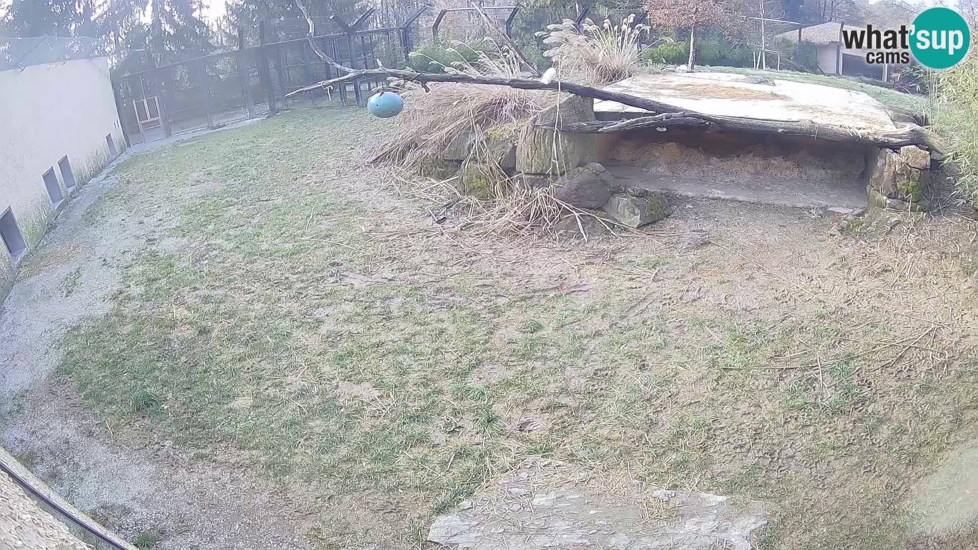 LEONE live Webcam nello zoo di Lubiana – Slovenia