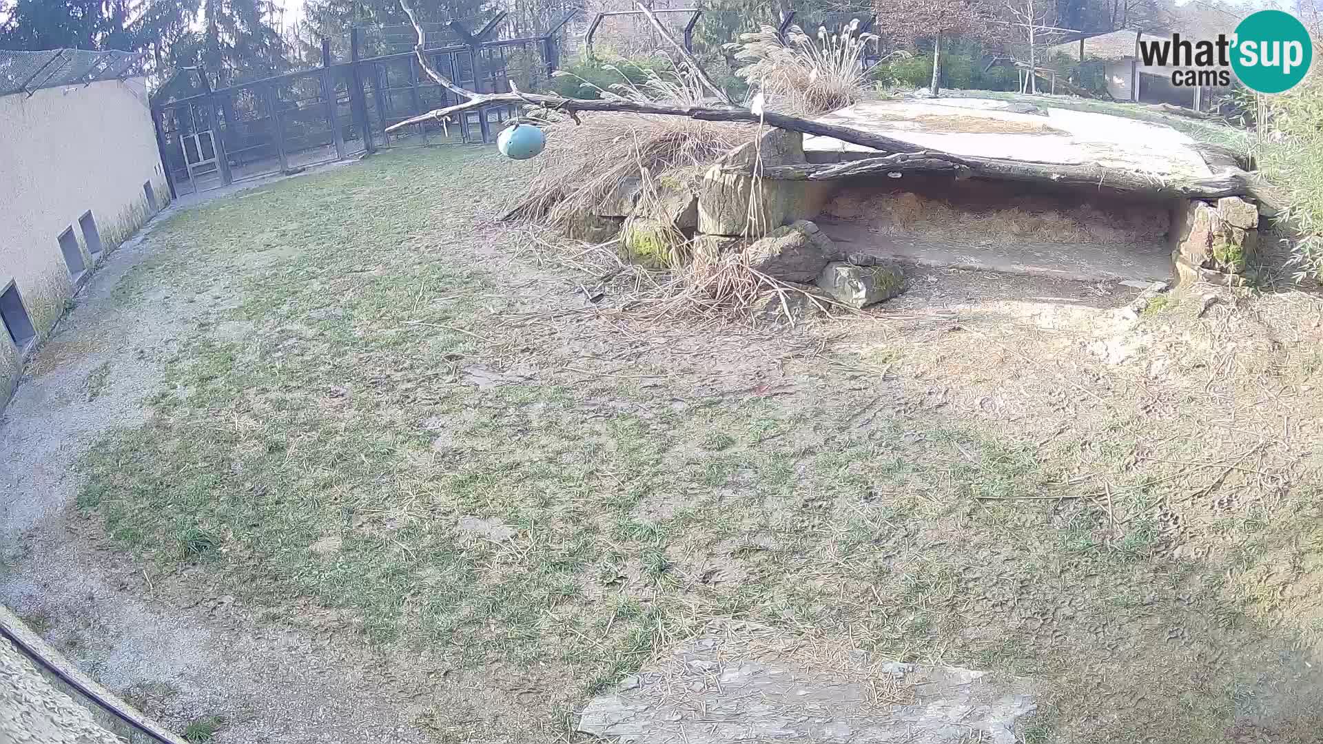 LEVI spletna kamera v živalskem vrtu Ljubljana Zoo