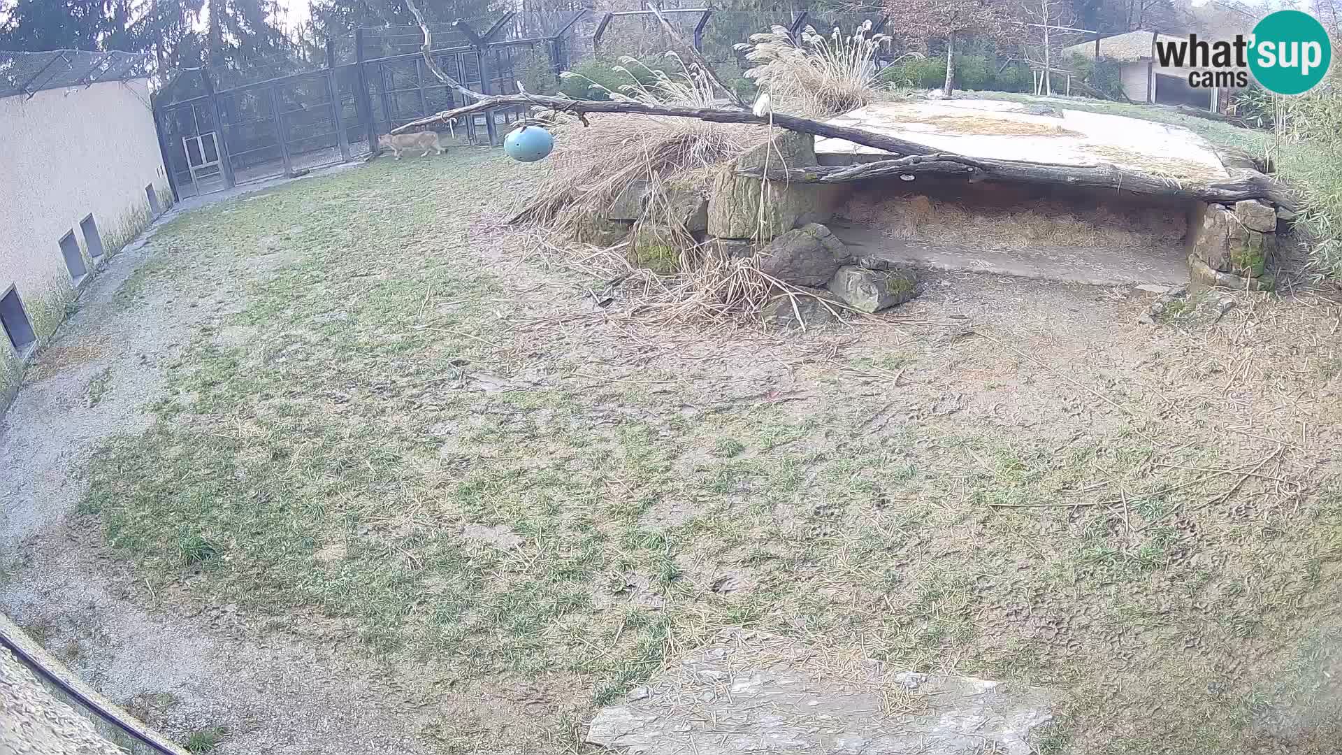 LEONE live Webcam nello zoo di Lubiana – Slovenia