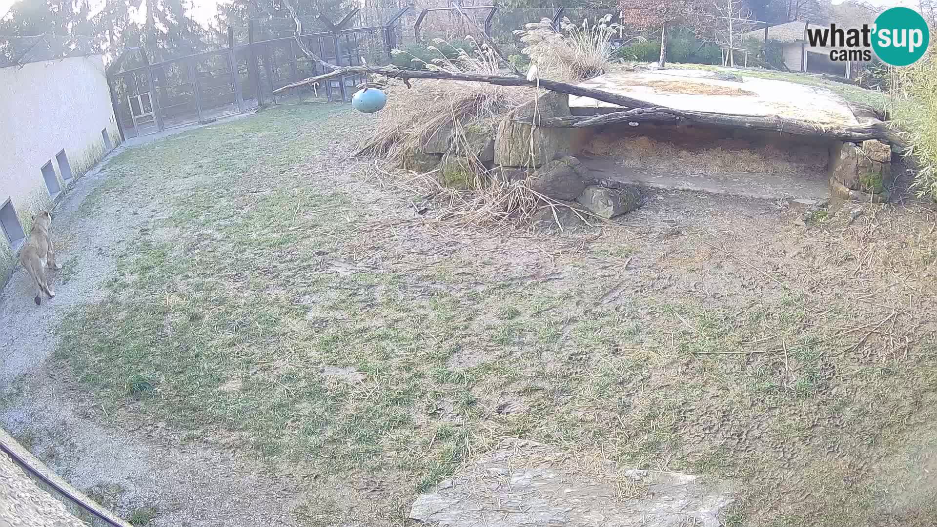 LION live Webcam in Ljubljana Zoo – Slovenia