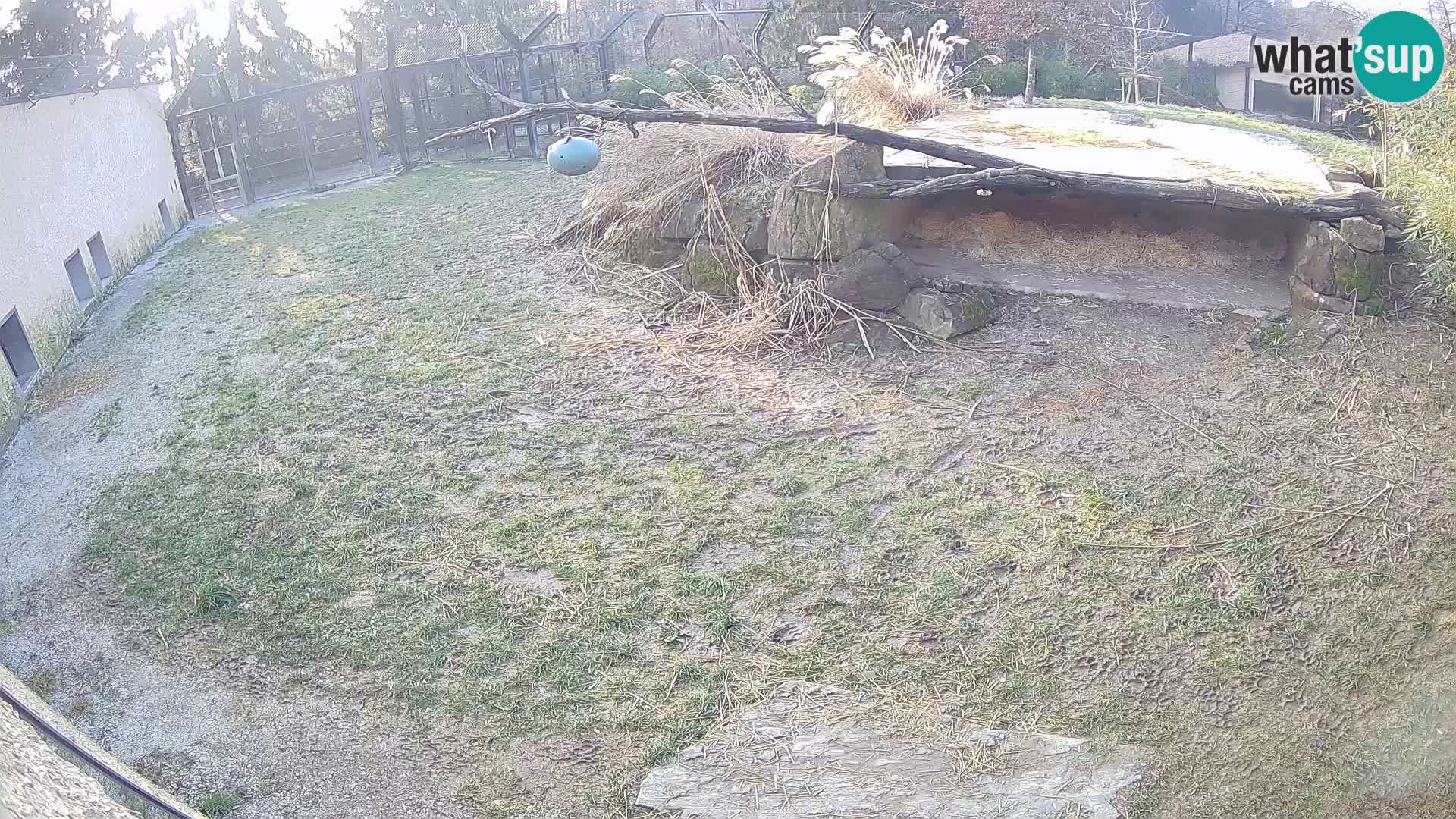 LION live Webcam in Ljubljana Zoo – Slovenia