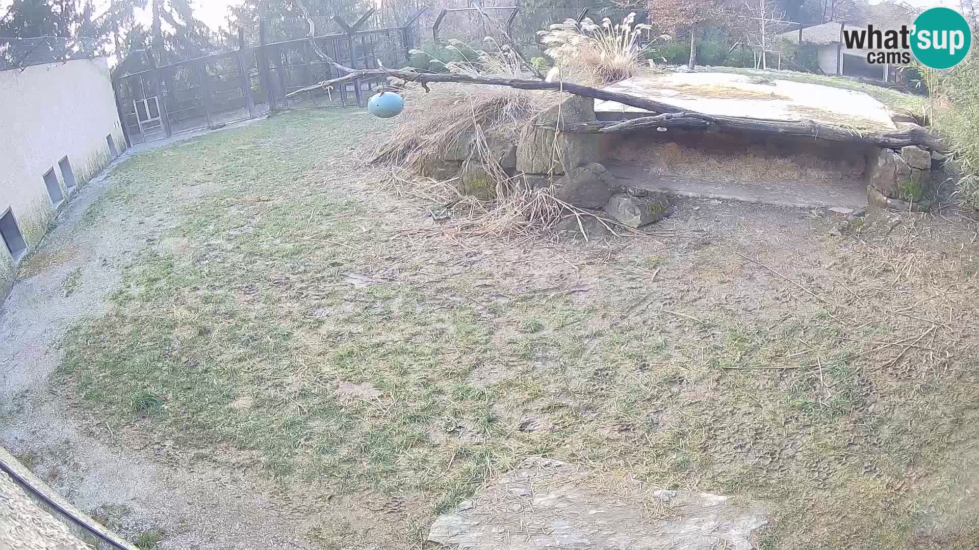 LEON Webcam en vivo en Ljubljana Zoo – Eslovenia