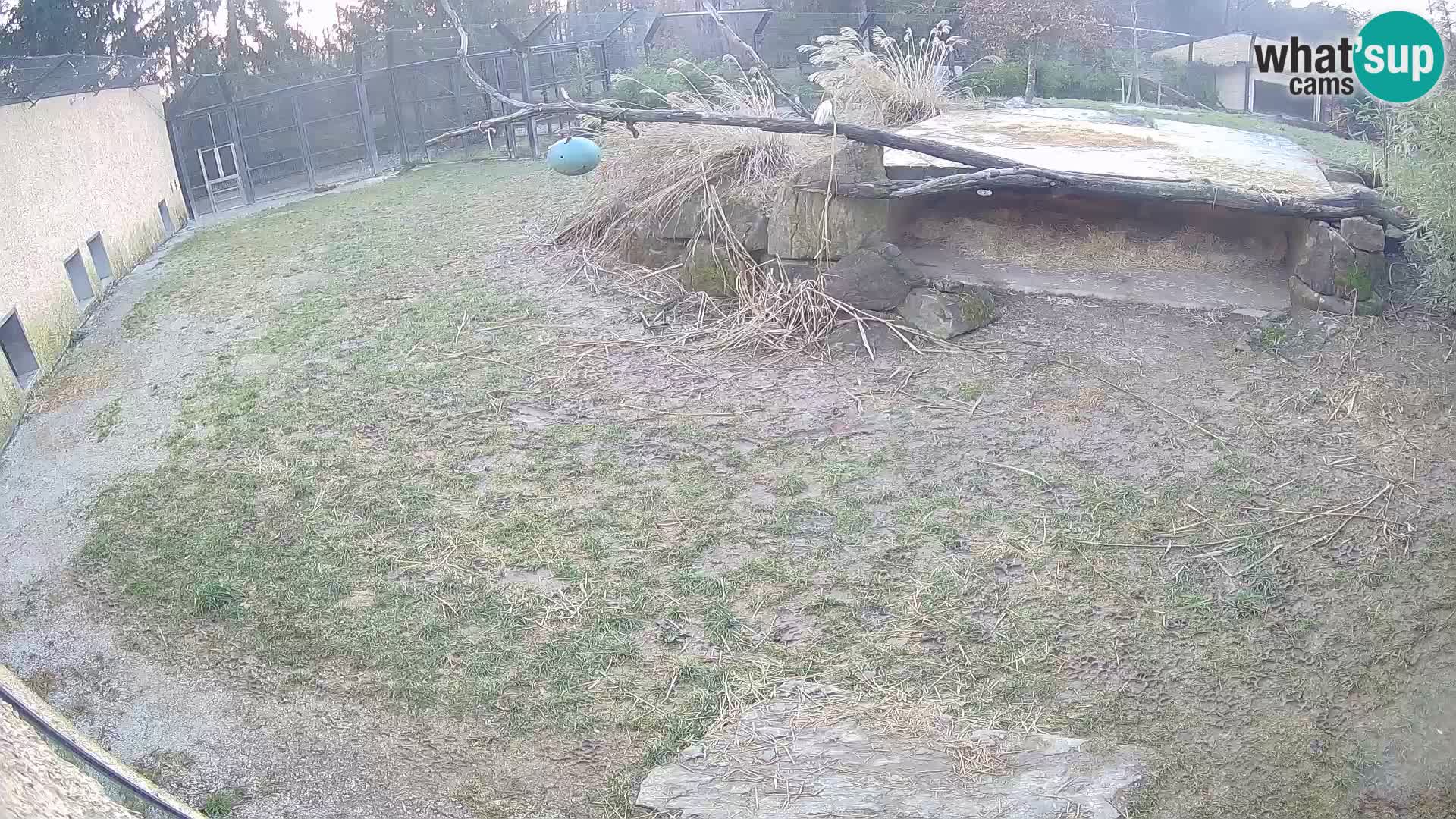 LION live Webcam in Ljubljana Zoo – Slovenia