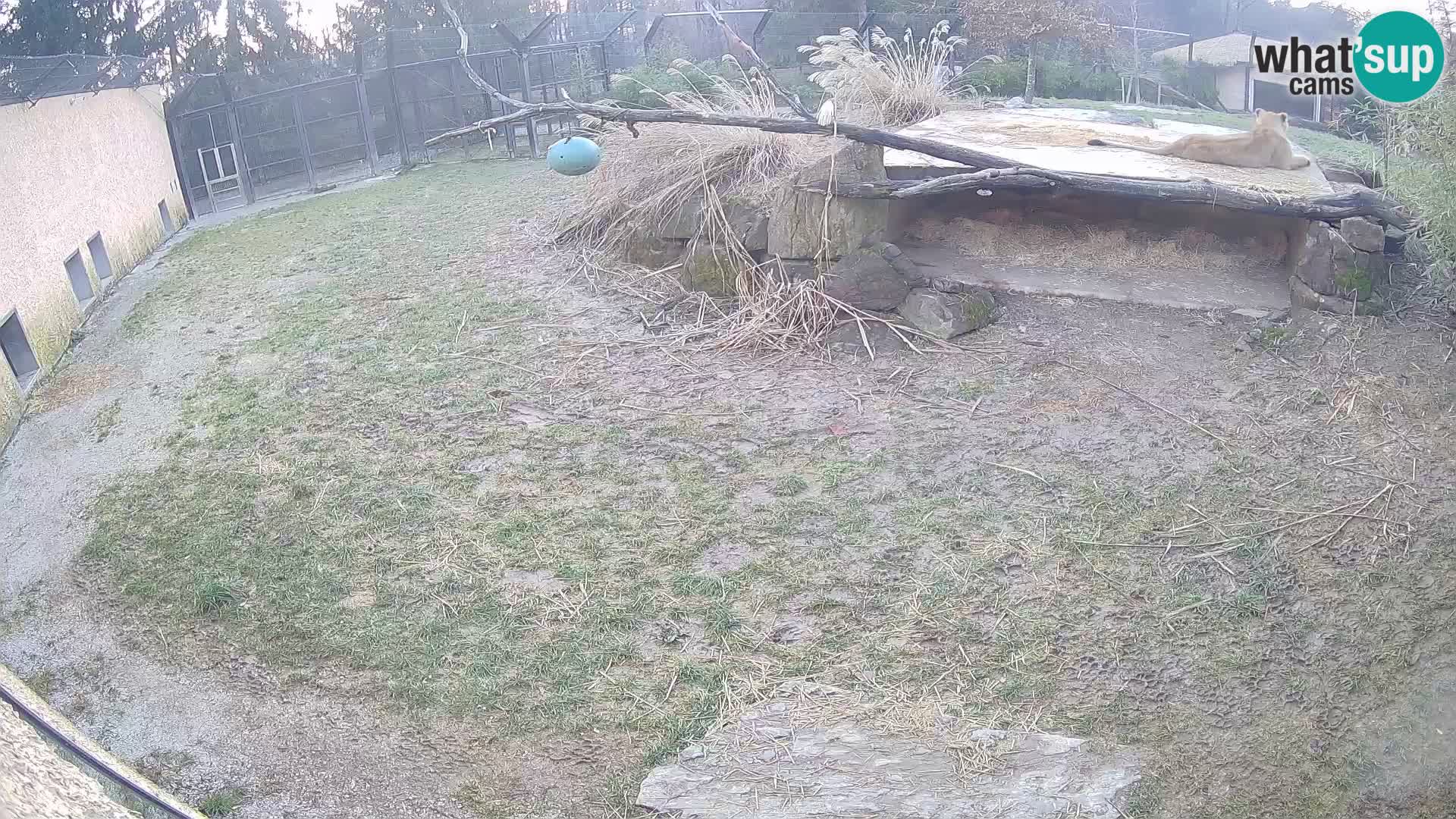 LION webcam en direct du zoo de Ljubljana – Slovénie