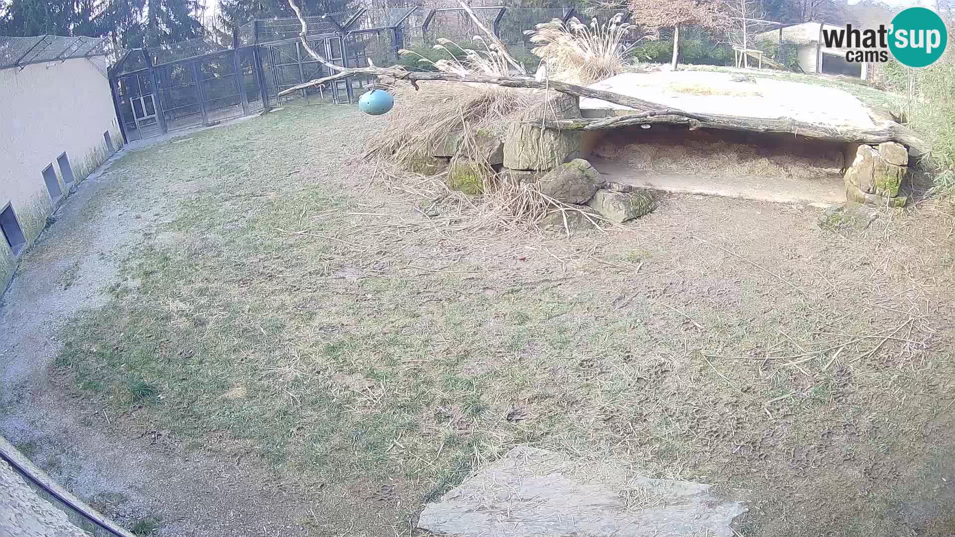 LION live Webcam in Ljubljana Zoo – Slovenia