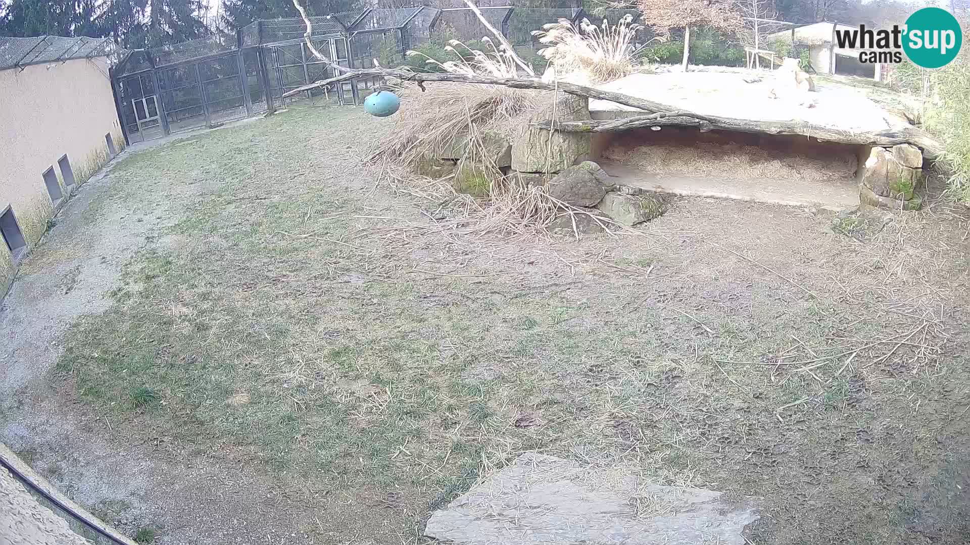 LION live Webcam in Ljubljana Zoo – Slovenia