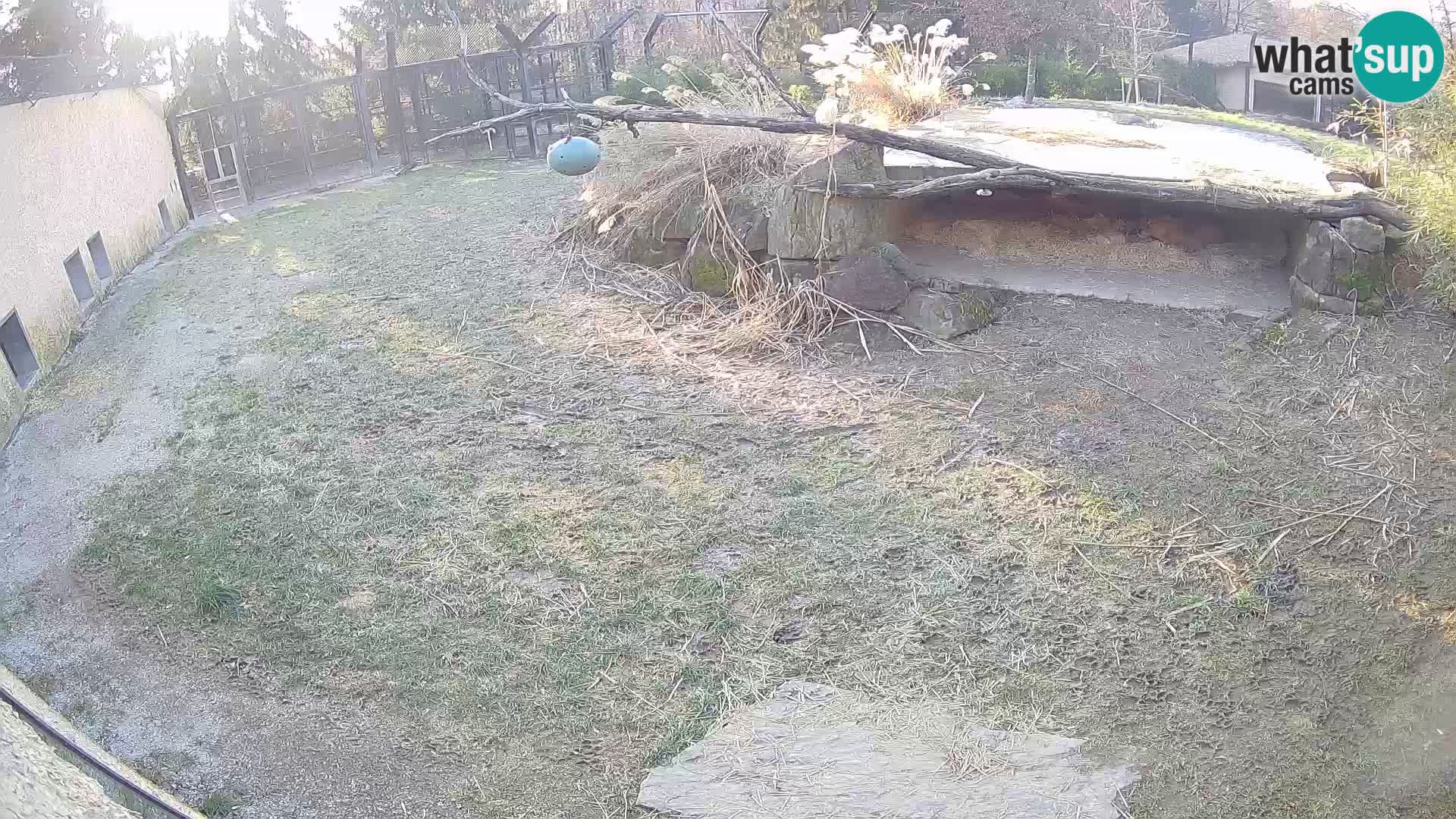 LION webcam en direct du zoo de Ljubljana – Slovénie