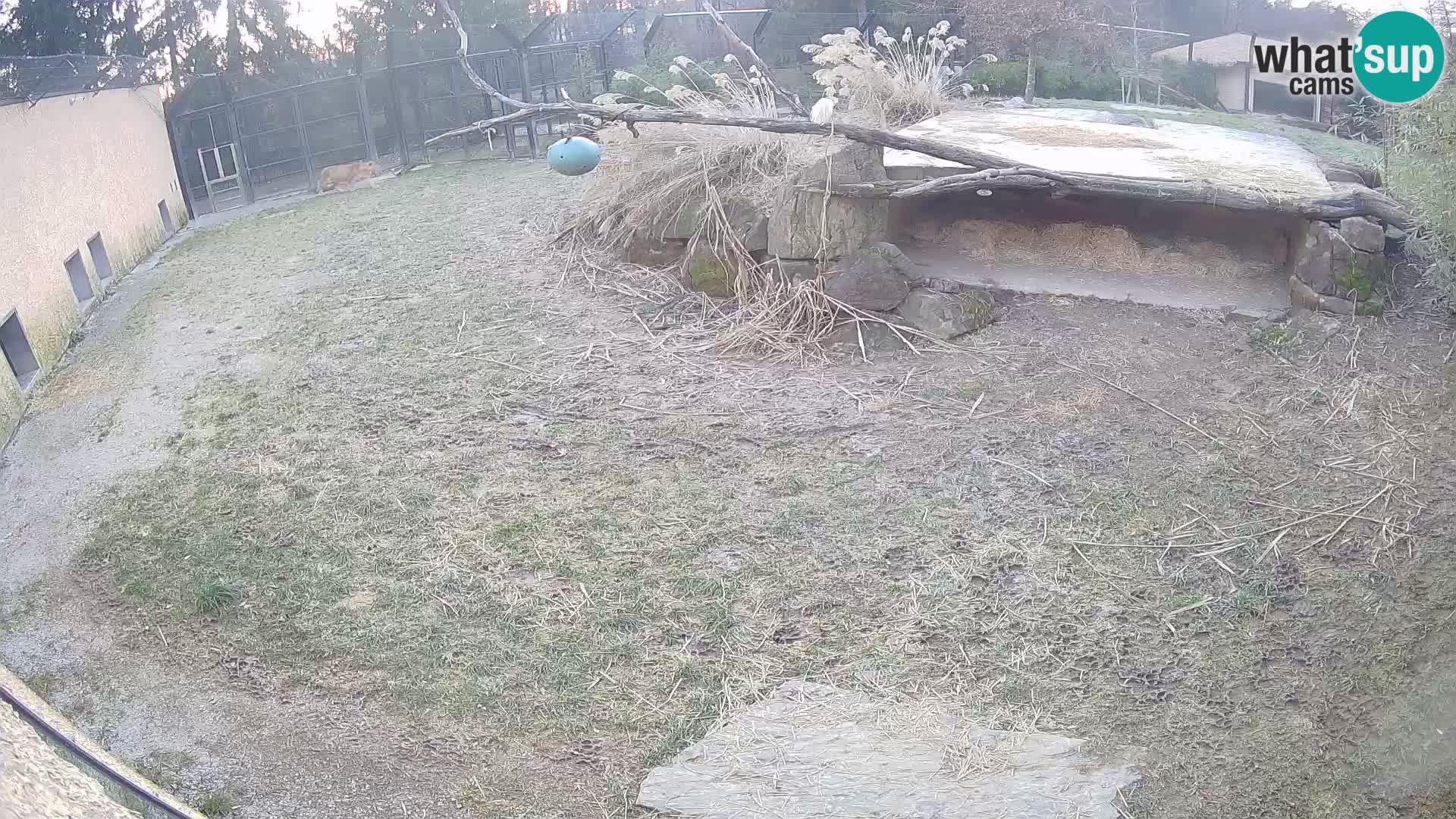 LION webcam en direct du zoo de Ljubljana – Slovénie