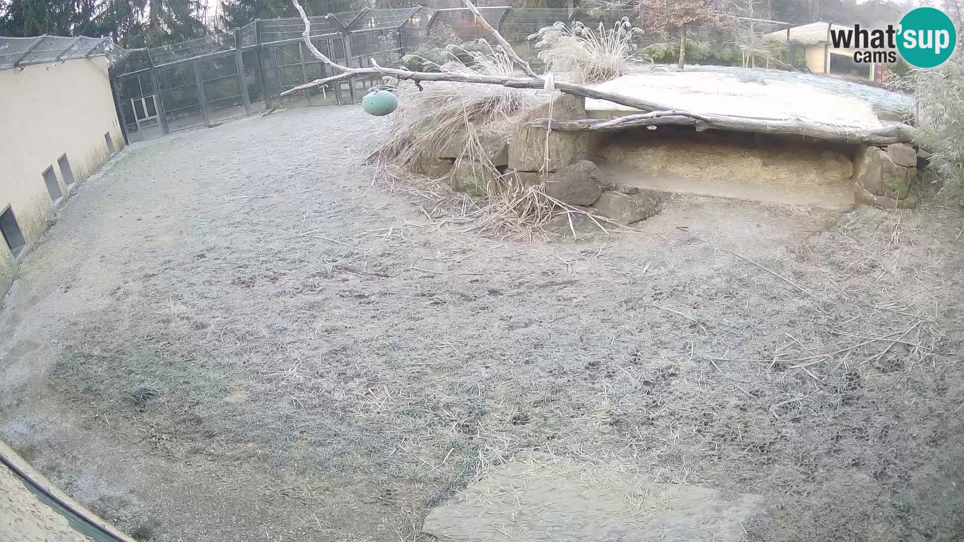 LION live Webcam in Ljubljana Zoo – Slovenia