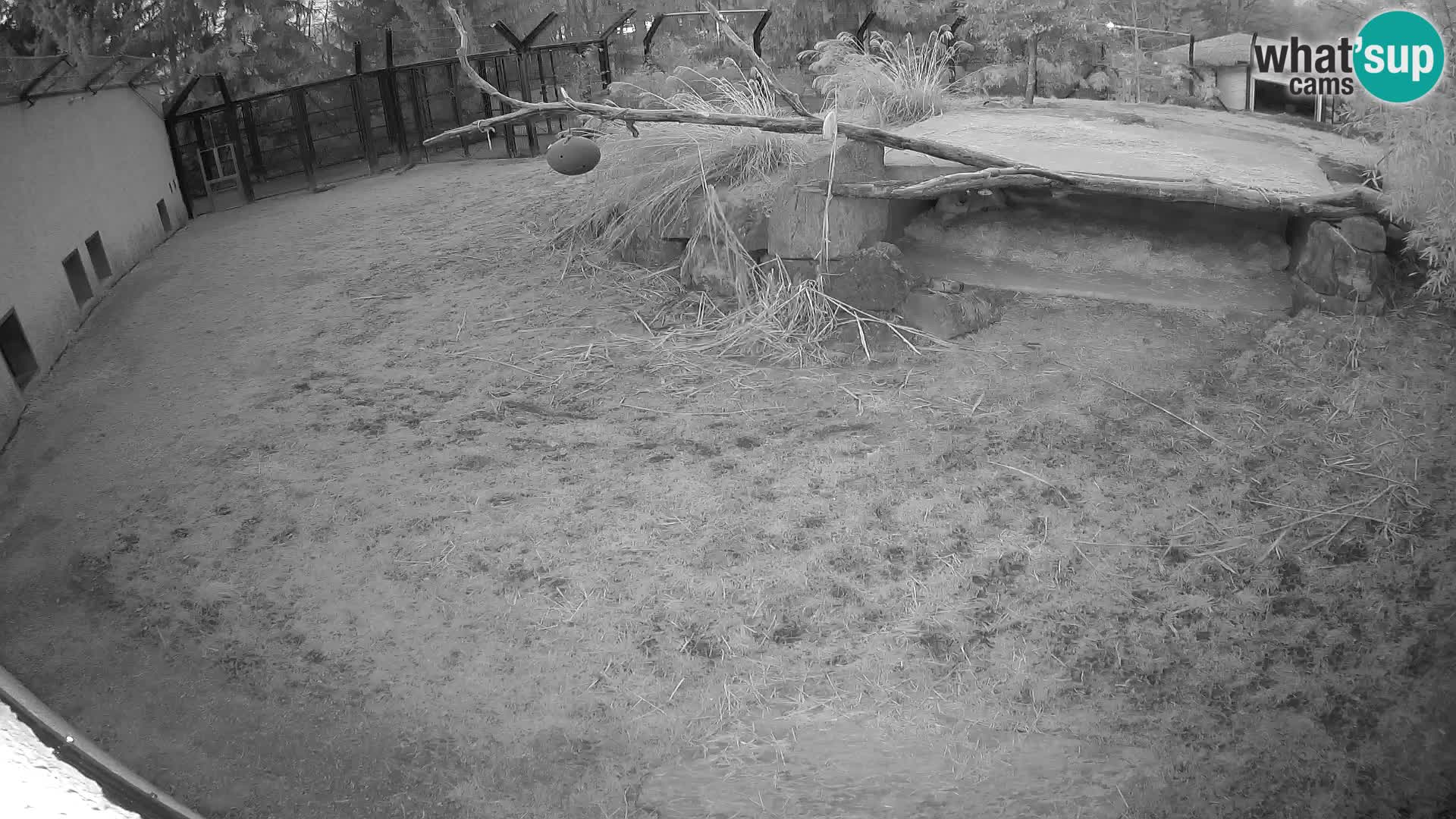 LION webcam en direct du zoo de Ljubljana – Slovénie