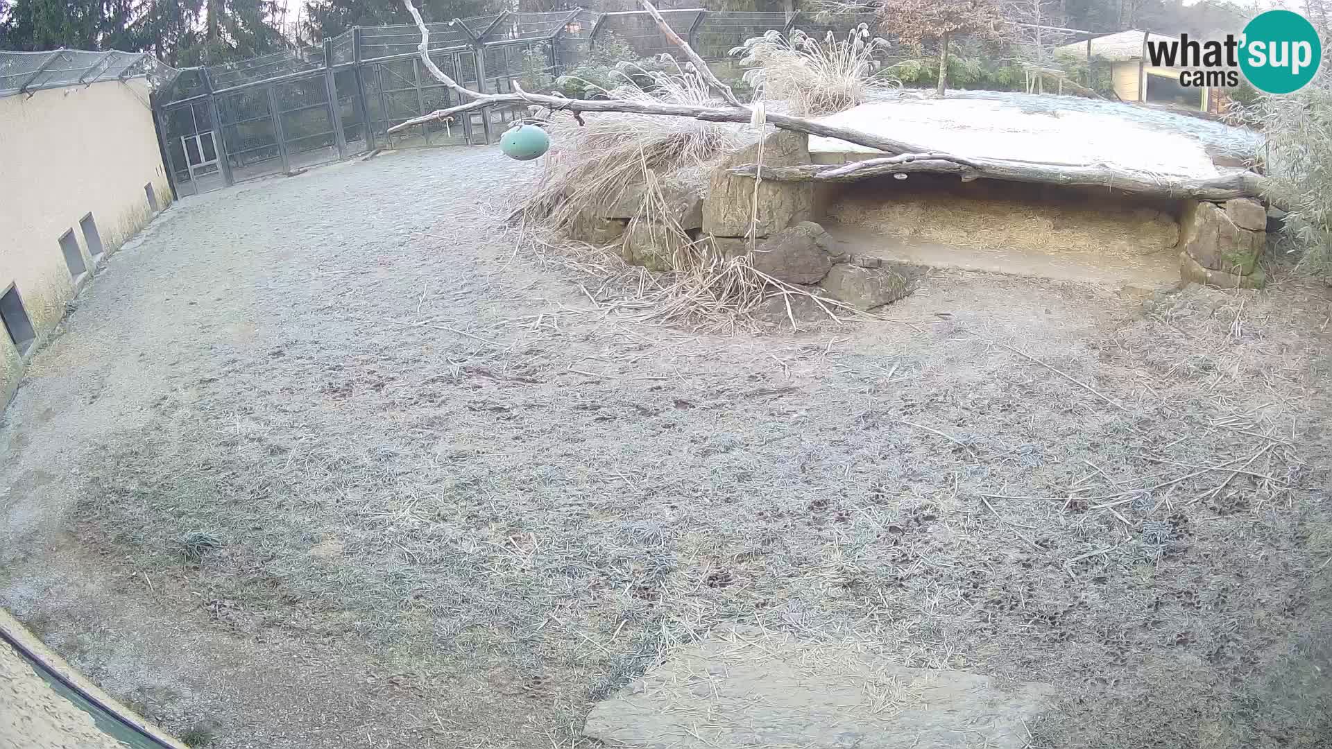 Löwe live Webcam im Zoo von Ljubljana – Slowenien