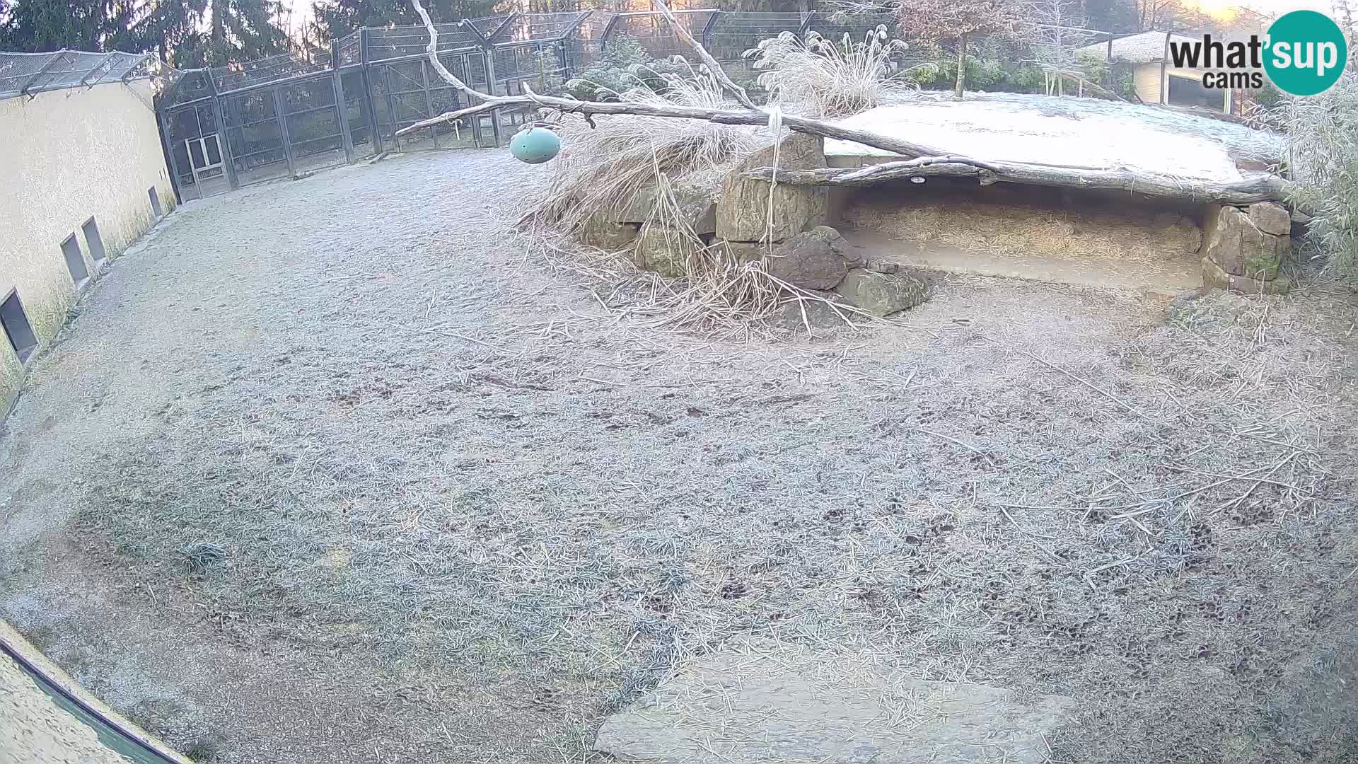 LEONE live Webcam nello zoo di Lubiana – Slovenia