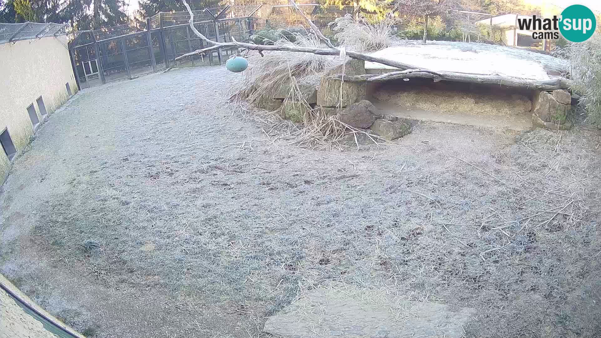 LION webcam en direct du zoo de Ljubljana – Slovénie