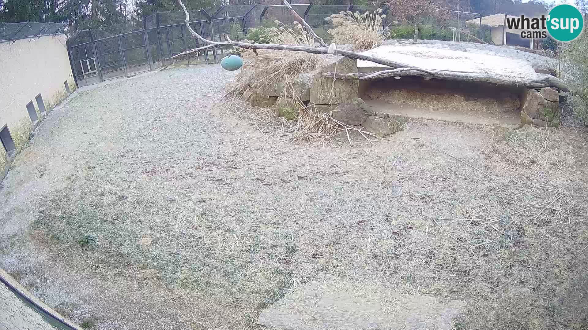 LION webcam en direct du zoo de Ljubljana – Slovénie