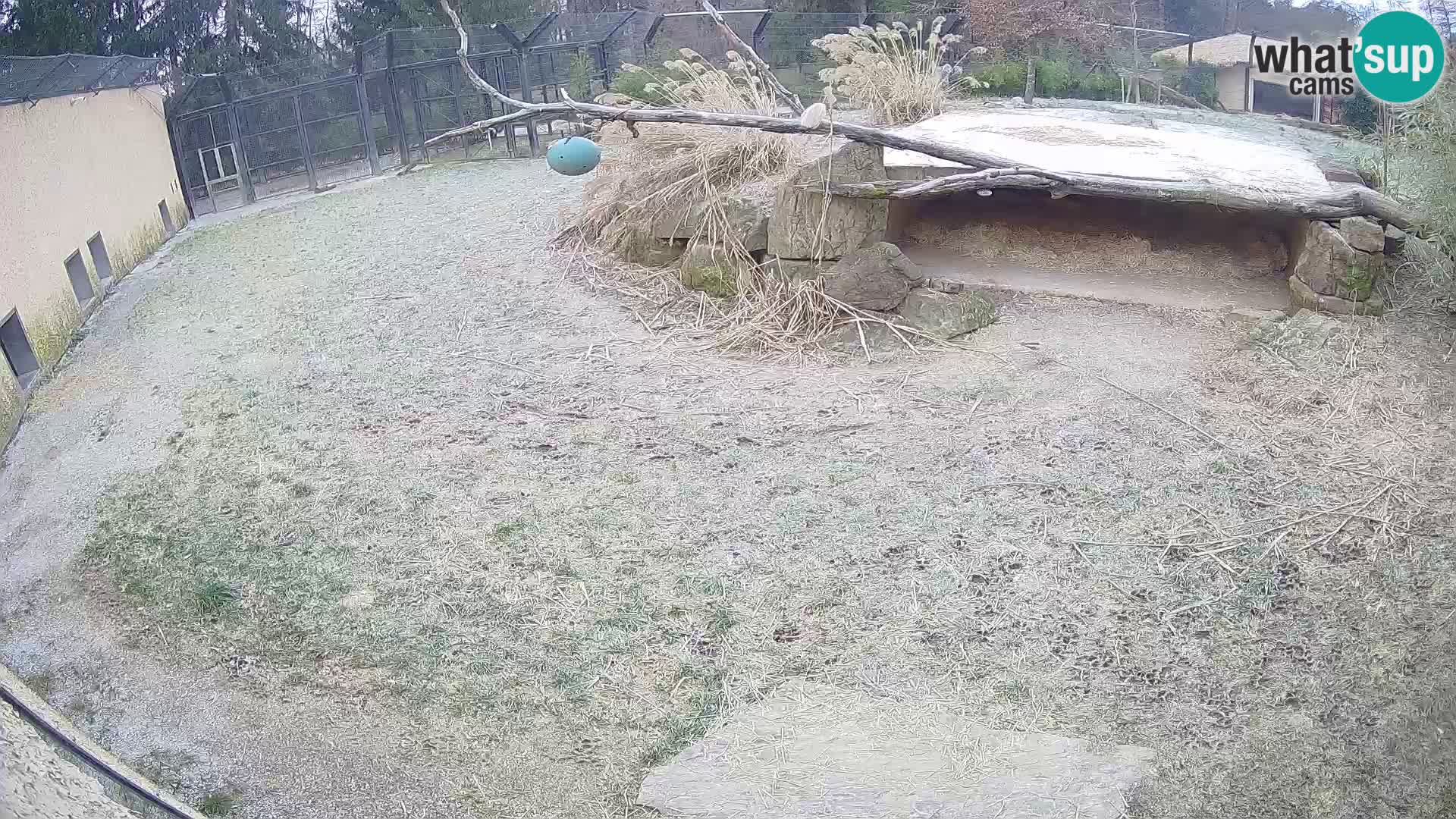 LEONE live Webcam nello zoo di Lubiana – Slovenia